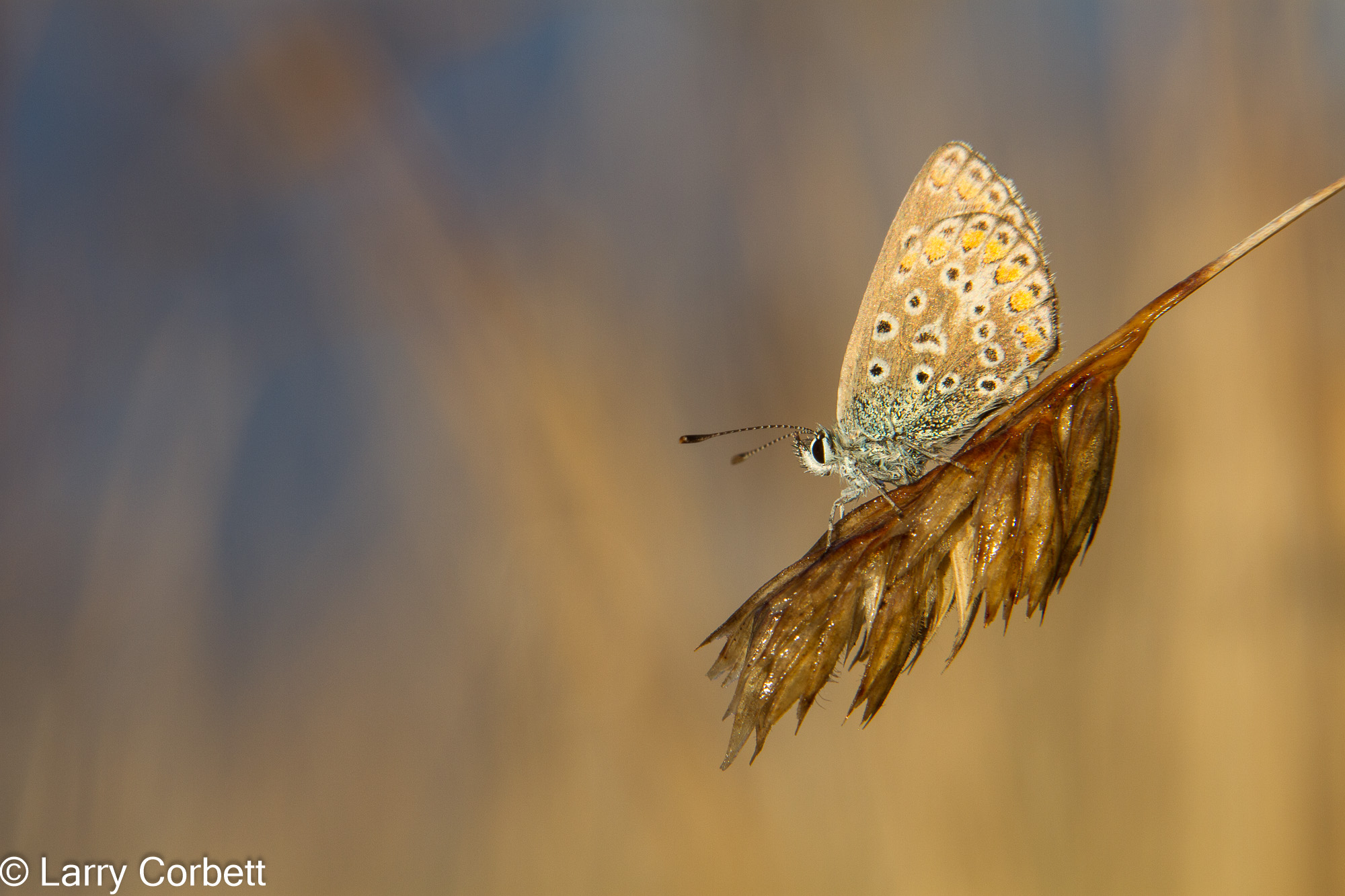 Common Blue butterfly