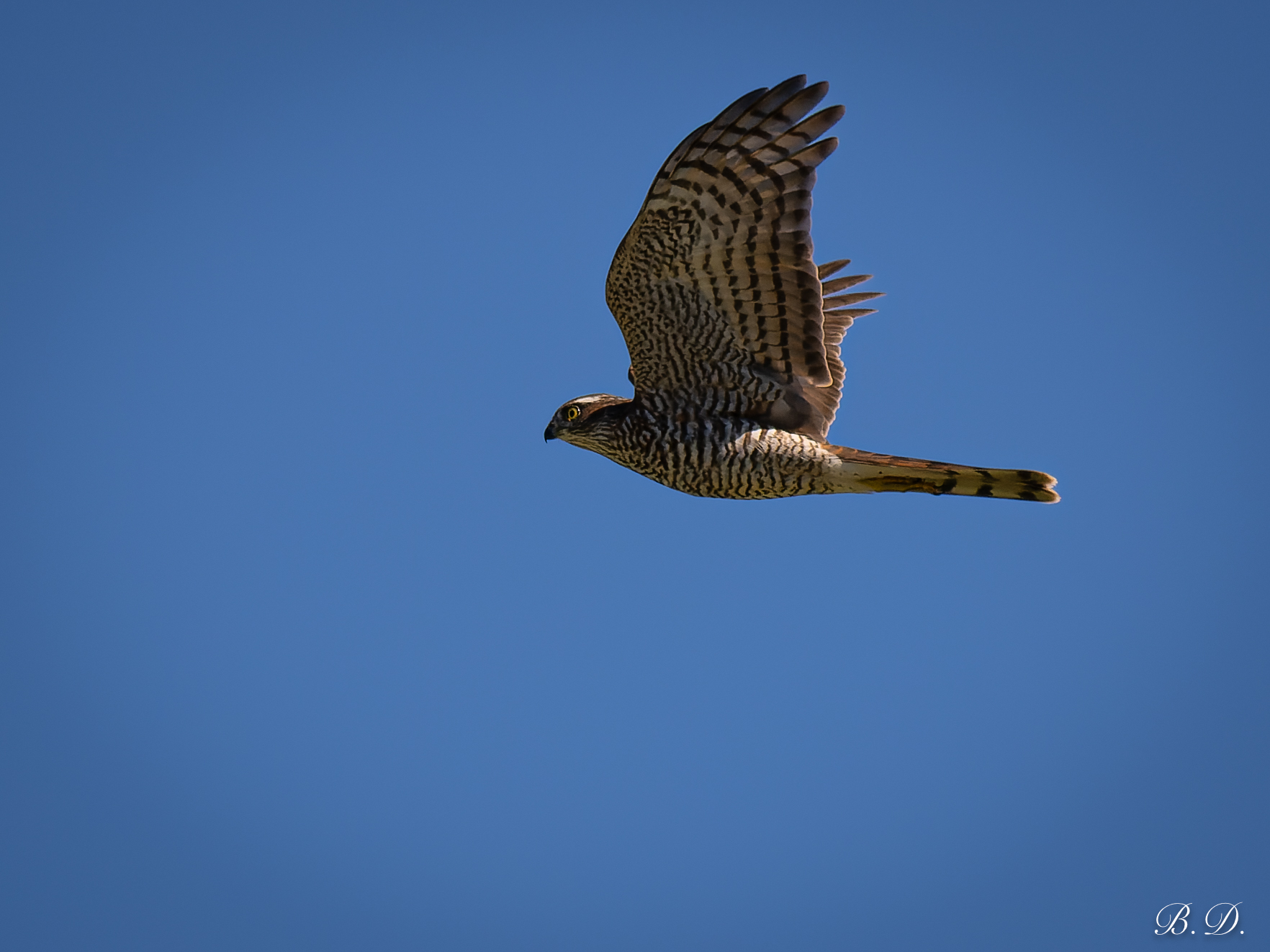 Young Sparrowhawk