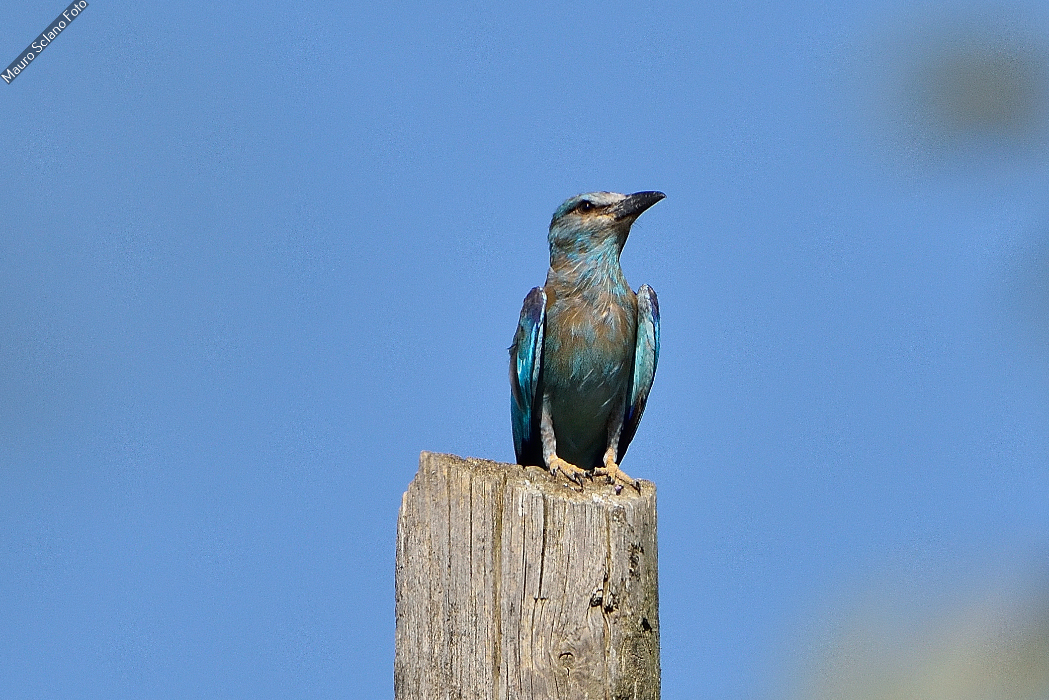 European jay