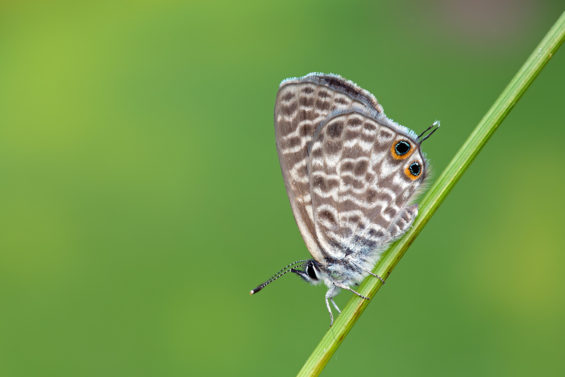 Leptotes pirithous