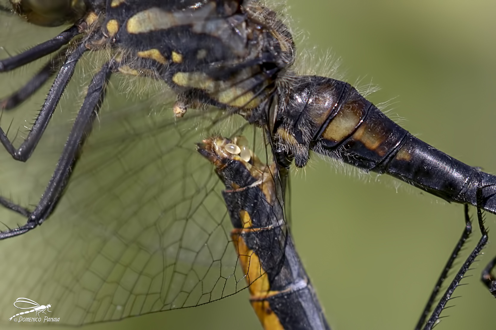 sympetrum danae dettaglio