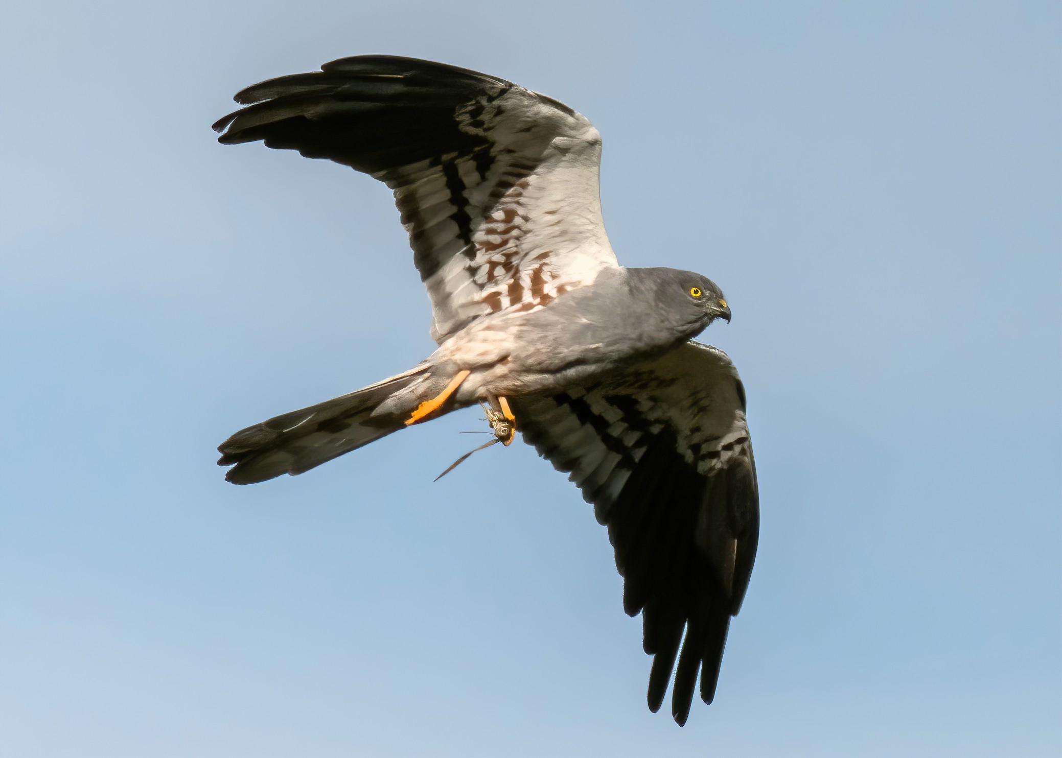 Male Montagu's Harrier with Grasshopper in its claws