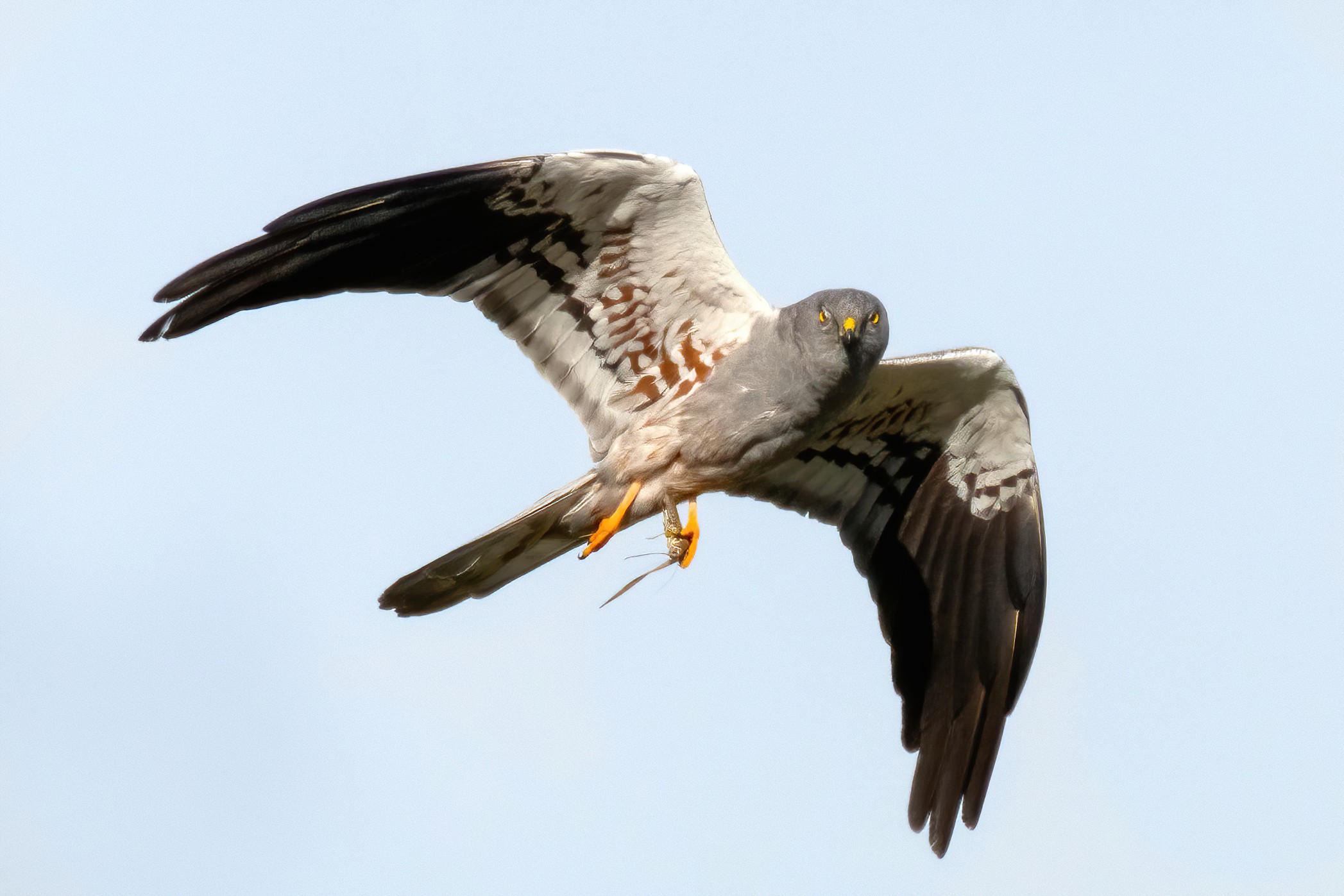 Montagu's Harrier (Circus pygargus) - male