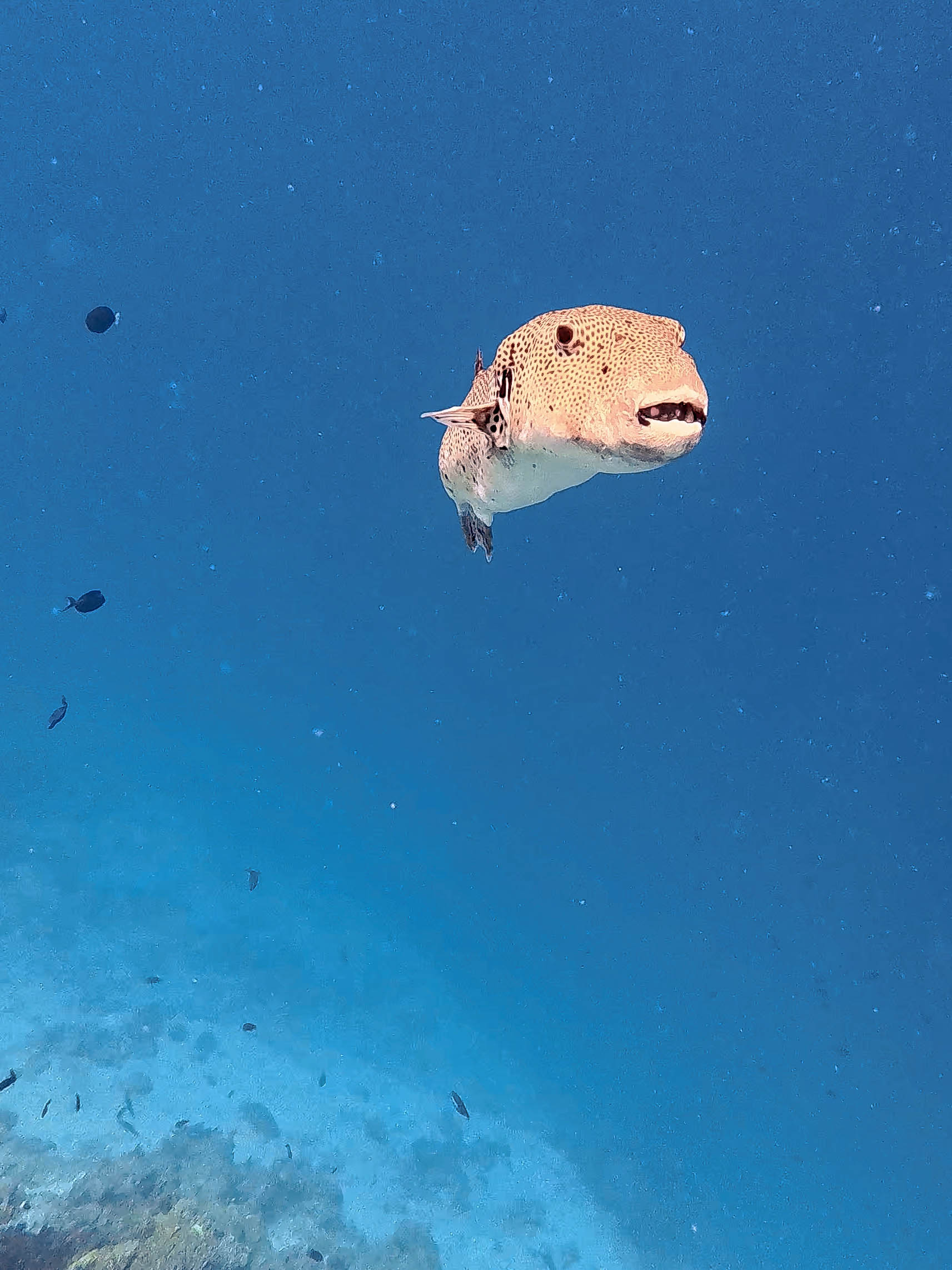 è....un "rompiscatole"!