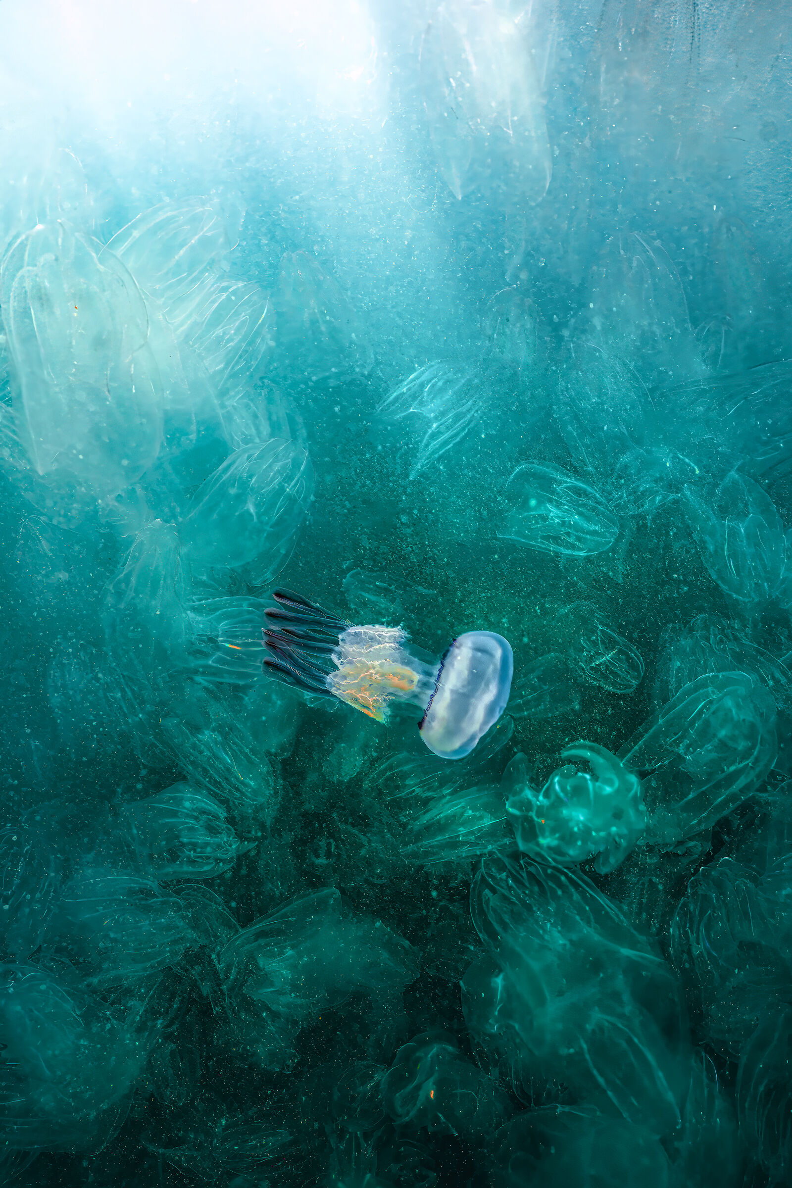 Inte casen is said in Romagna to be a jellyfish between cten...