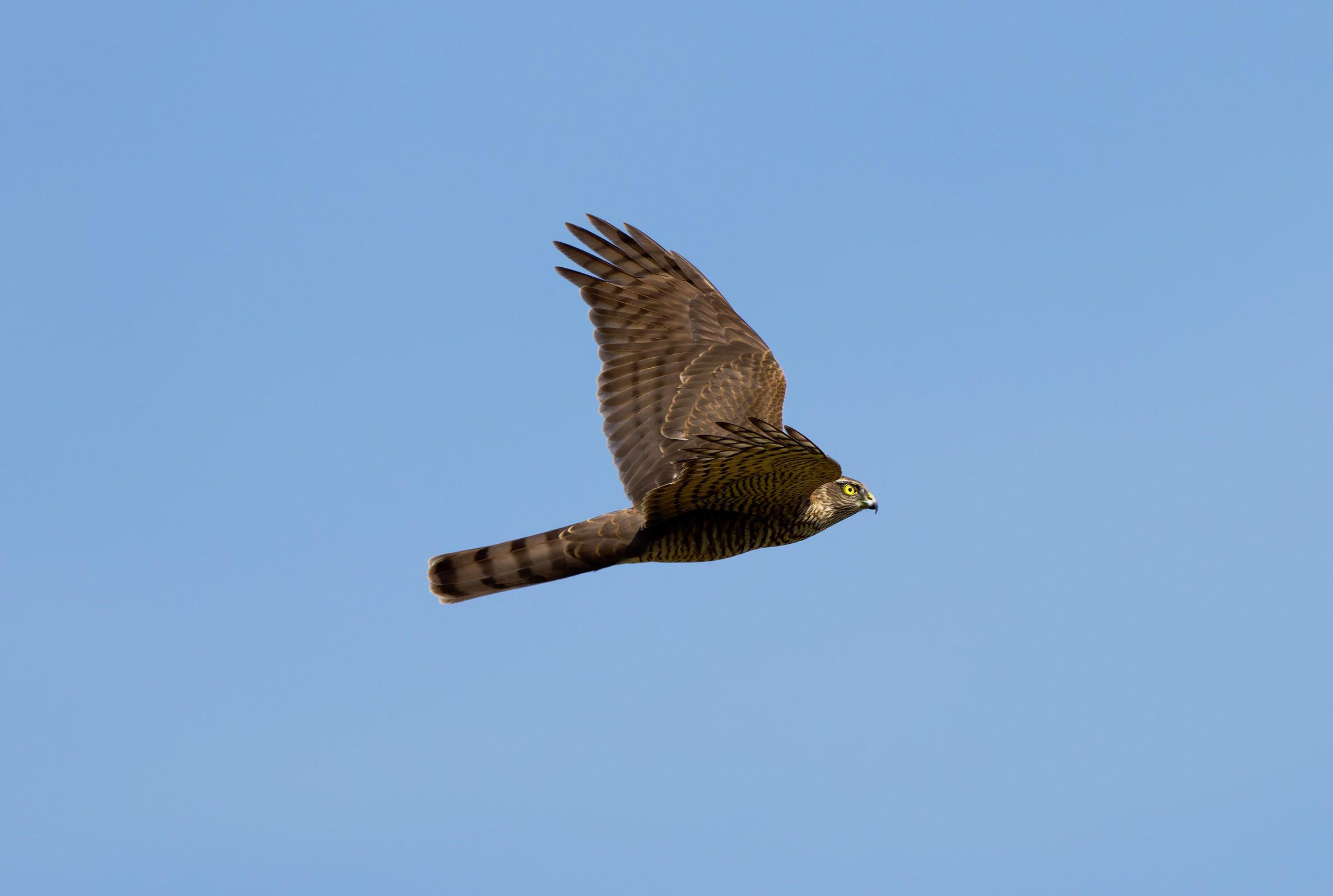 Accipiter nisus (Sparrowhawk)