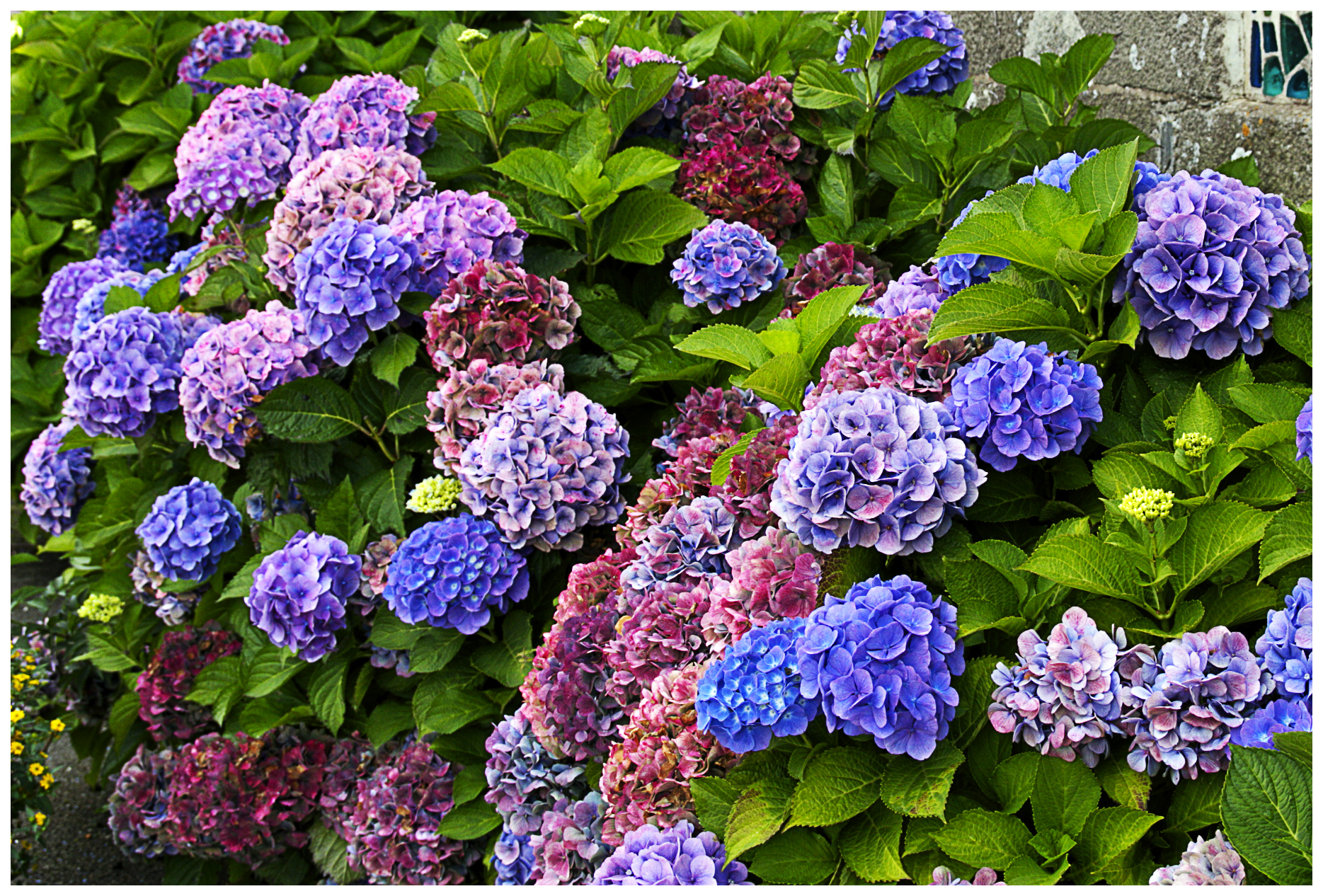 Hydrangeas