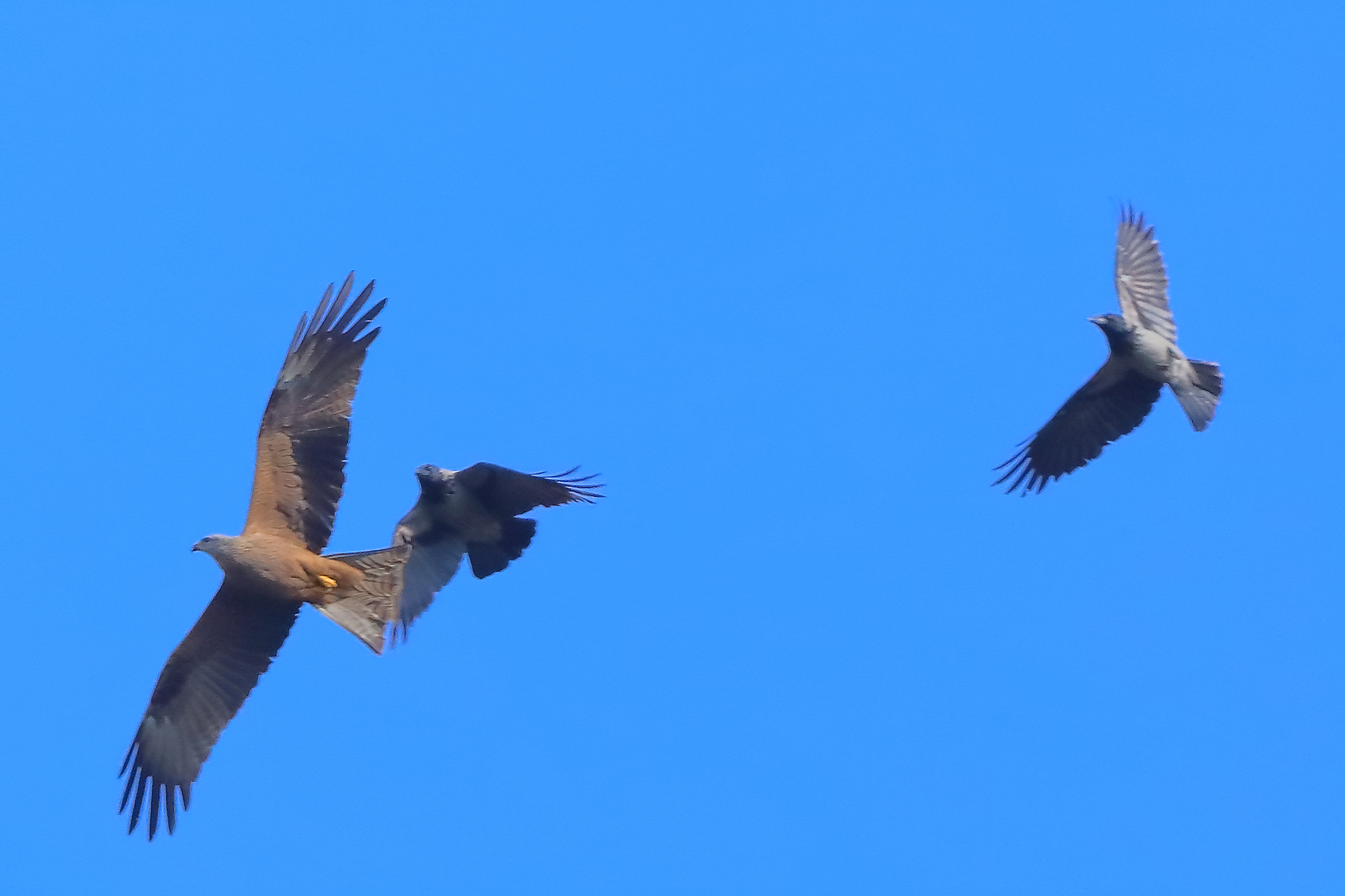 Nibbio vs Corvo 03 aprile 2025 - 0020