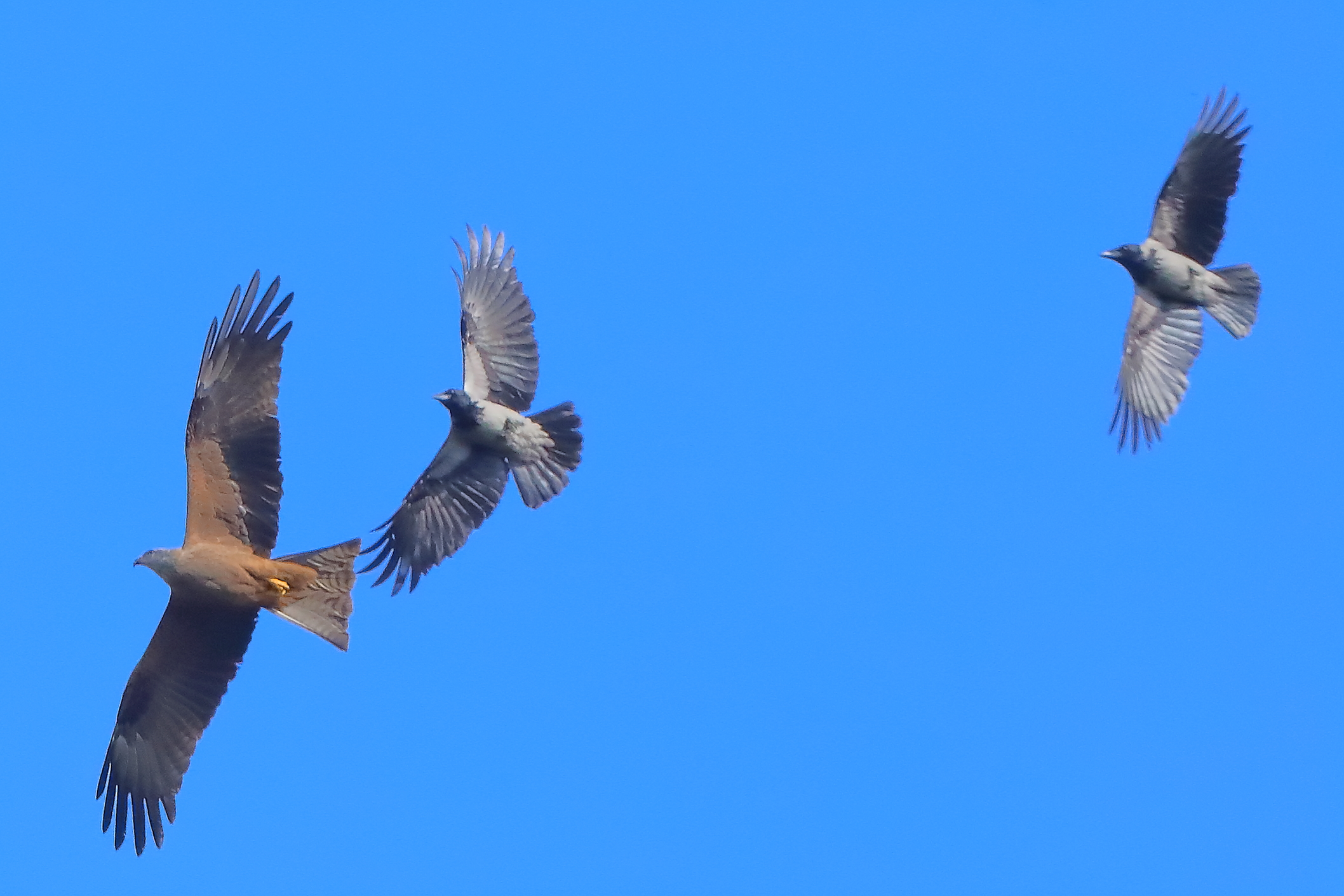 Nibbio vs Corvo 03 aprile 2025 - 0021