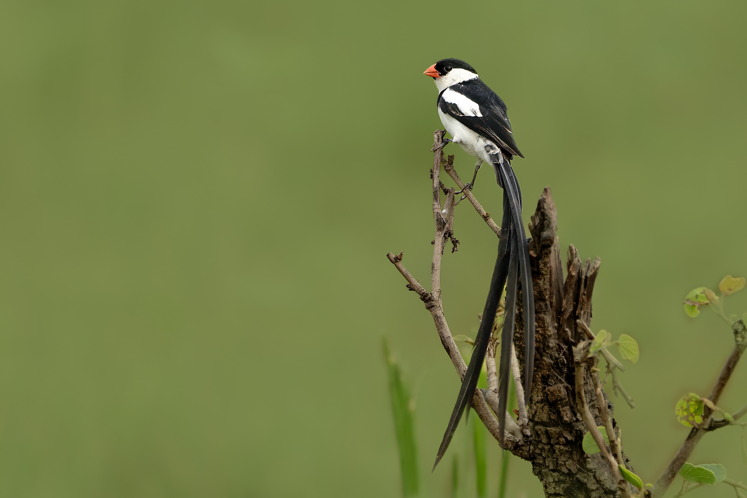 la vedova ...più elegante