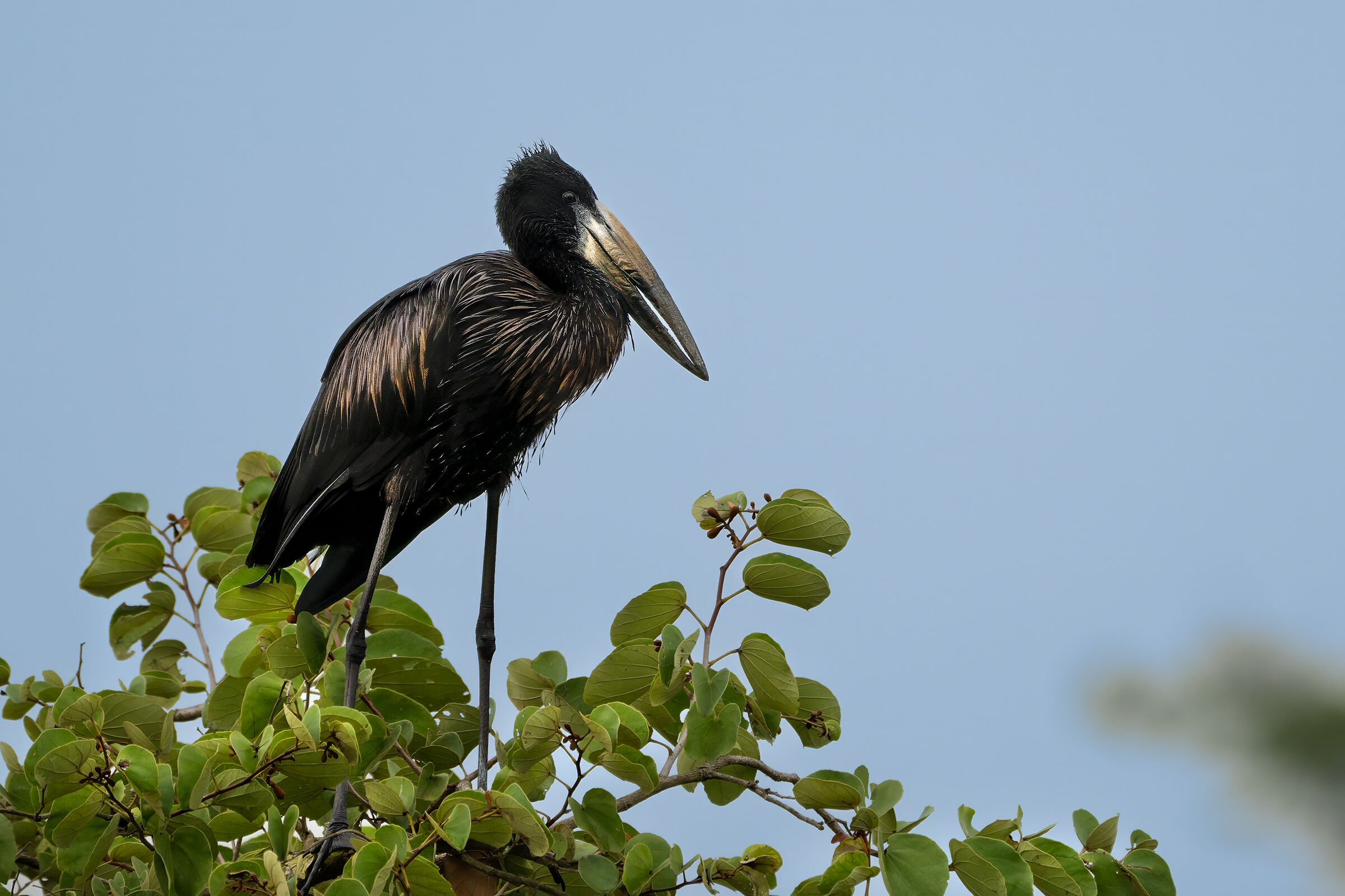 cicogna dal becco aperto africana