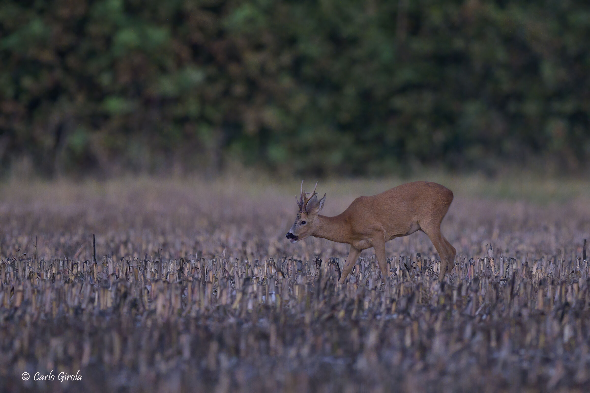 The deer of the eclipse