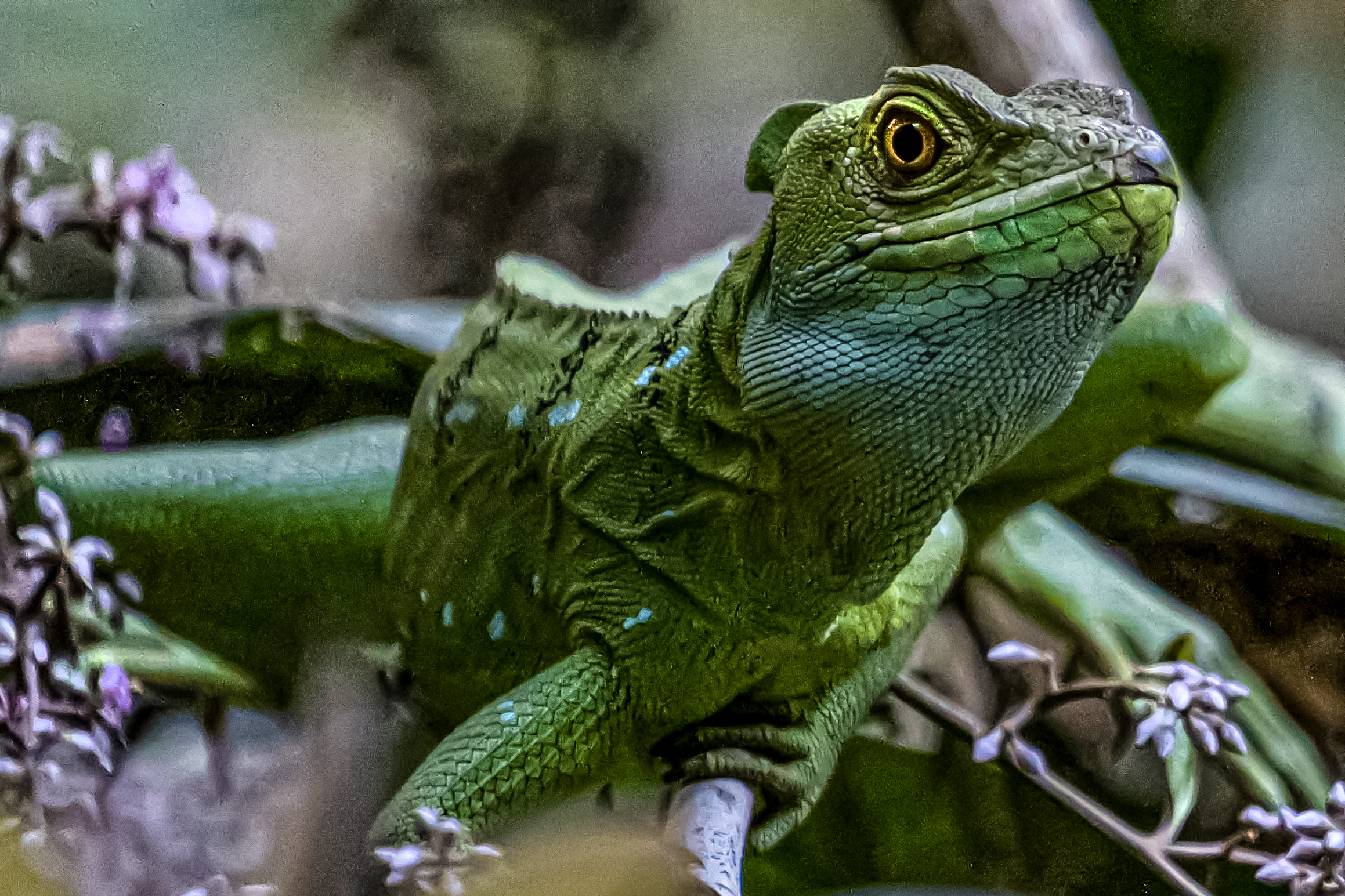 Basilisk of Costa Rica