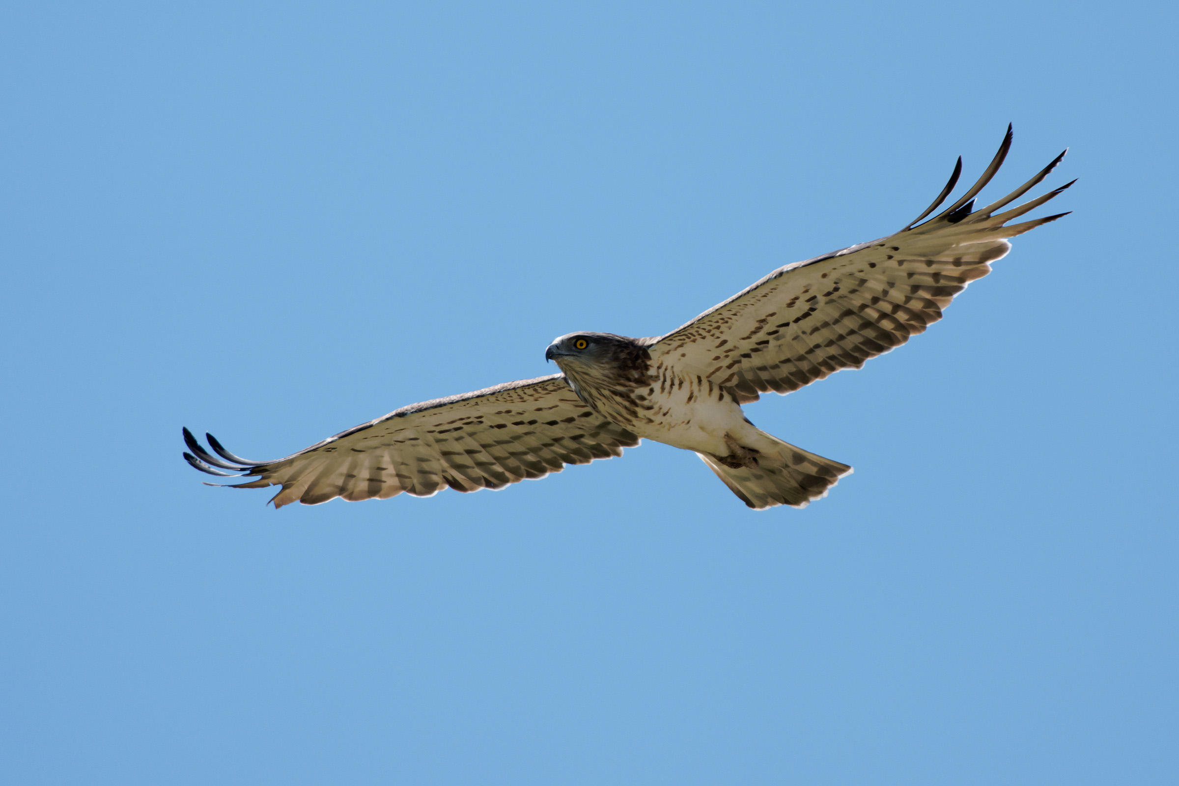 Harrier eagle