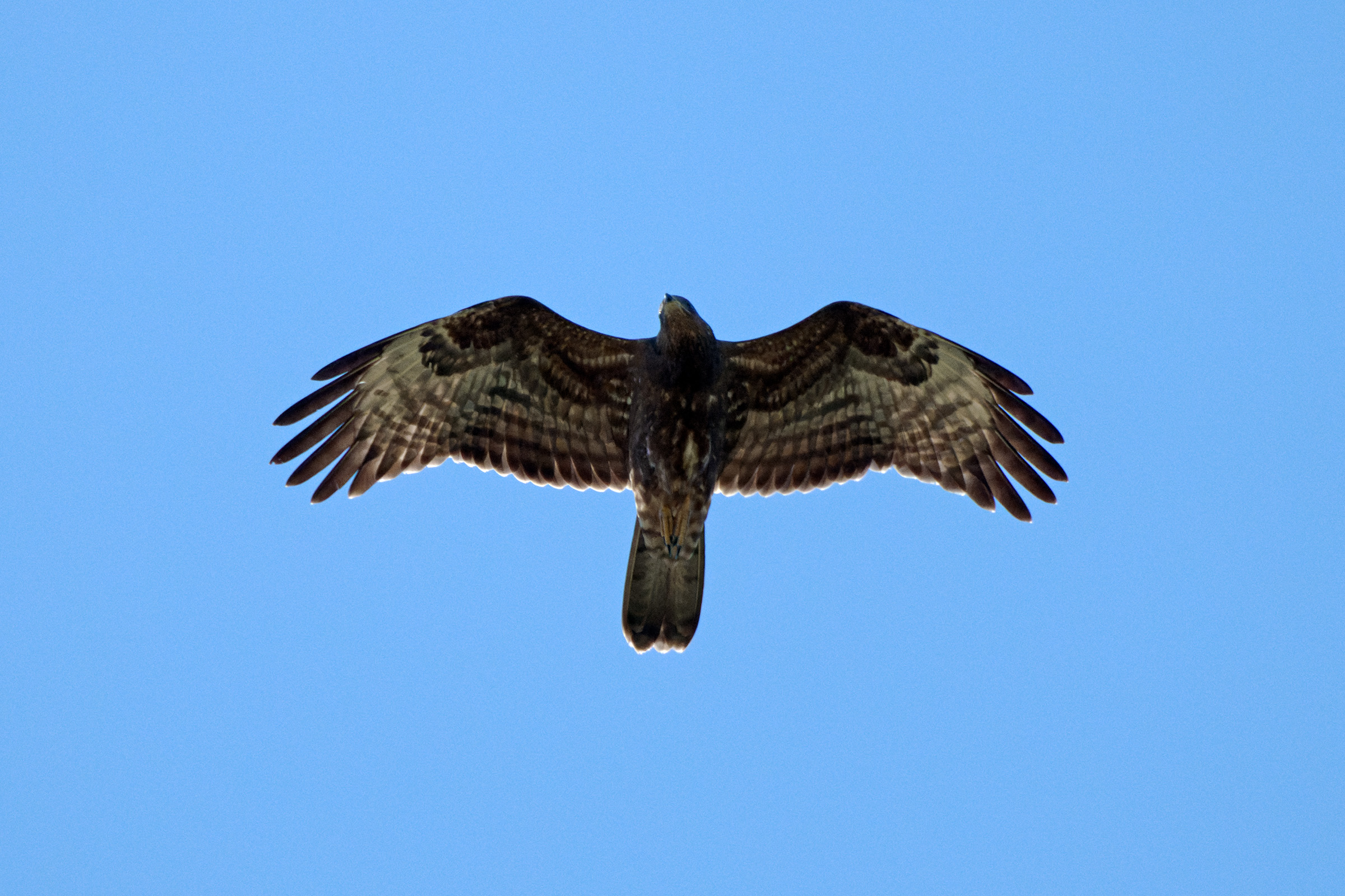 Honey Buzzard