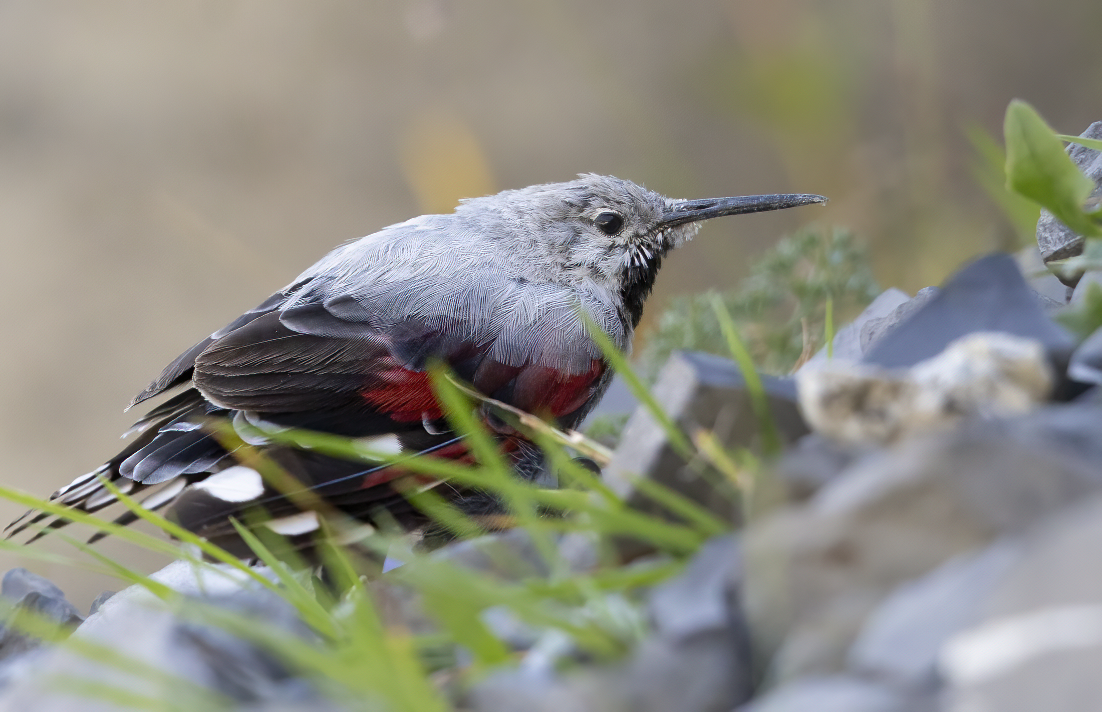 Wallcreeper M August 2025