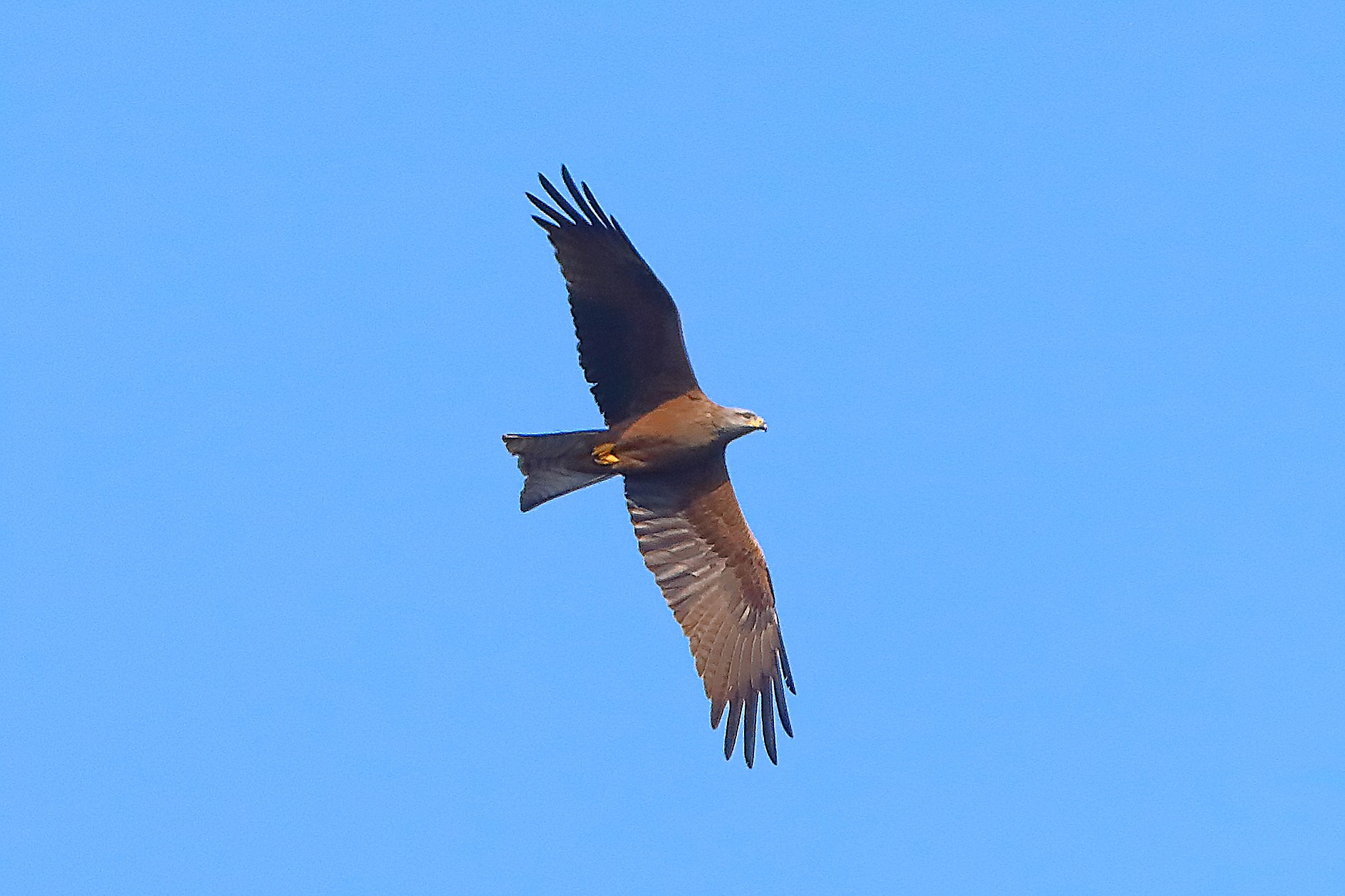 Nibbio bruno 04 aprile 2025 - 0048