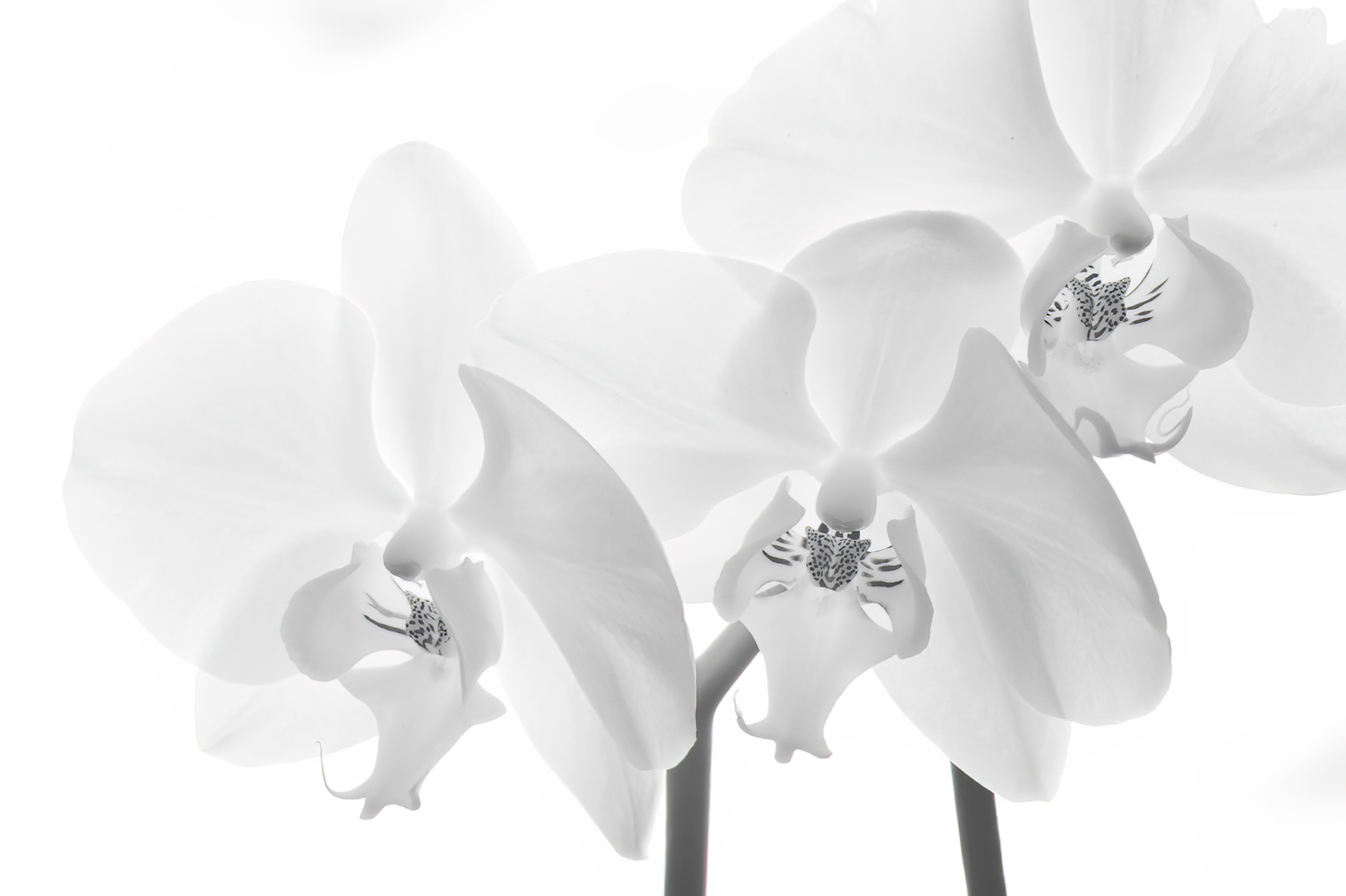 Volo nuziale di orchidee bianche