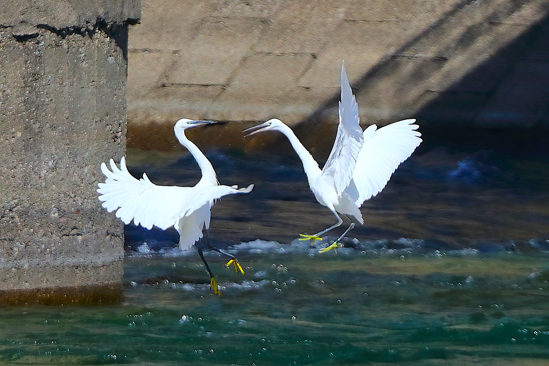 Garzette settembre 2025 - 0284