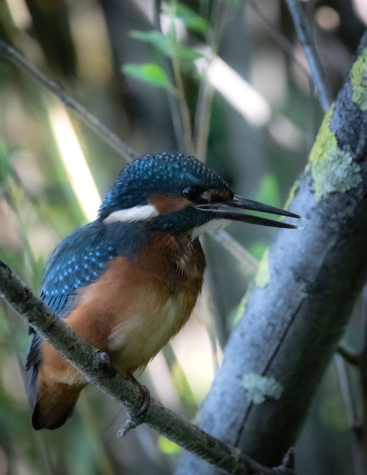 Il principe cerca moglie …