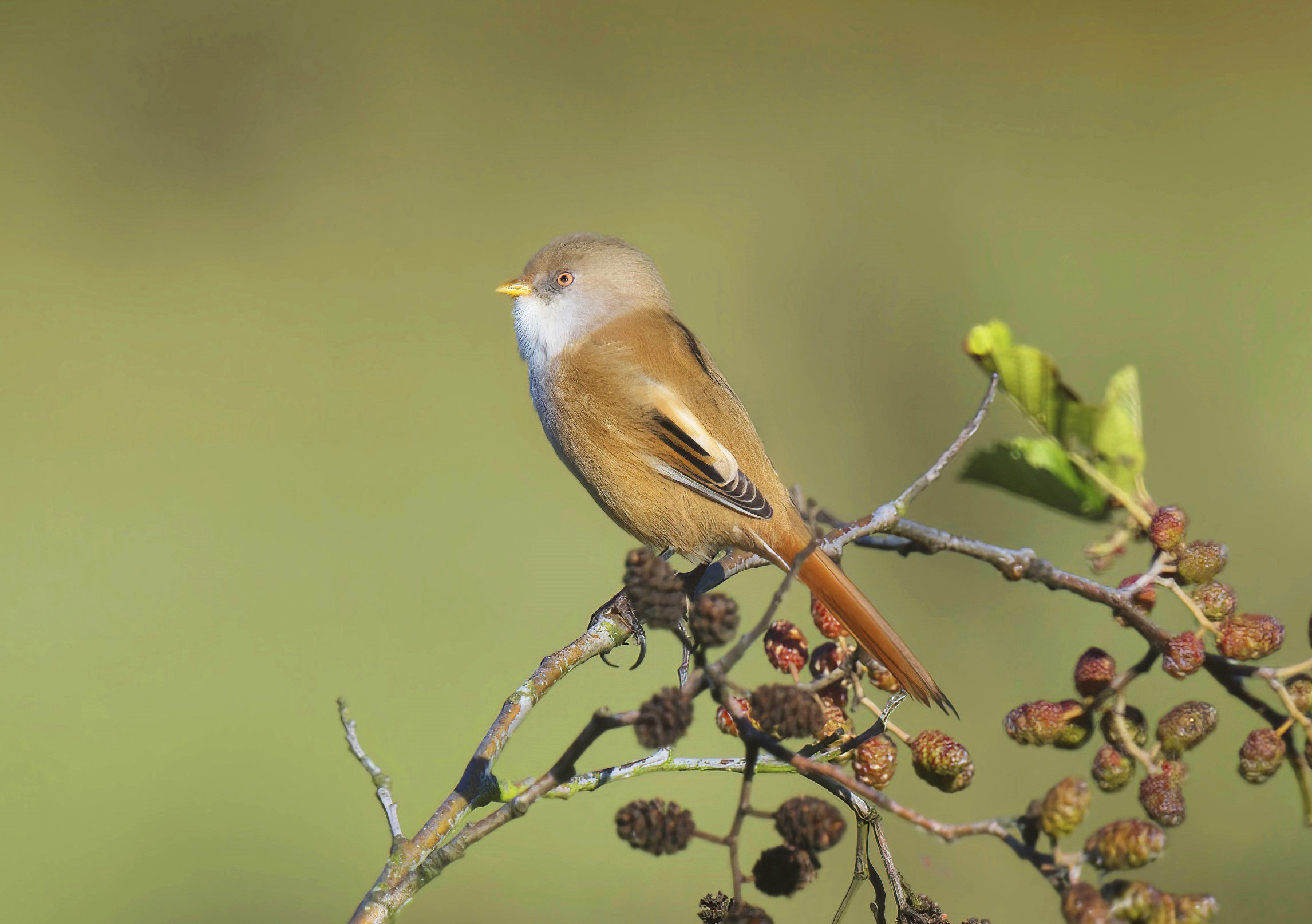 Bearded Tit