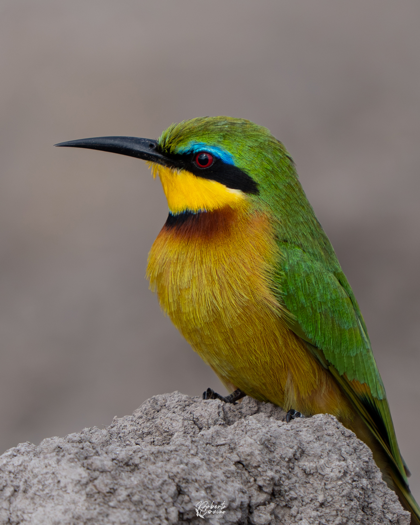 Little bee-eater