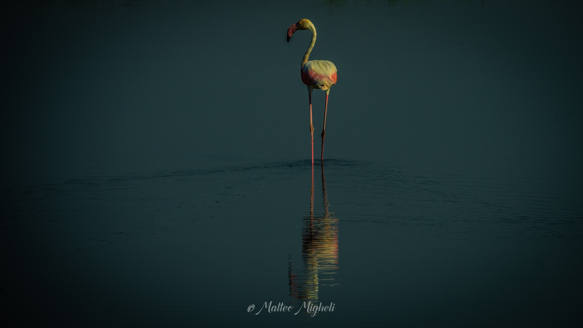 Flamingoes