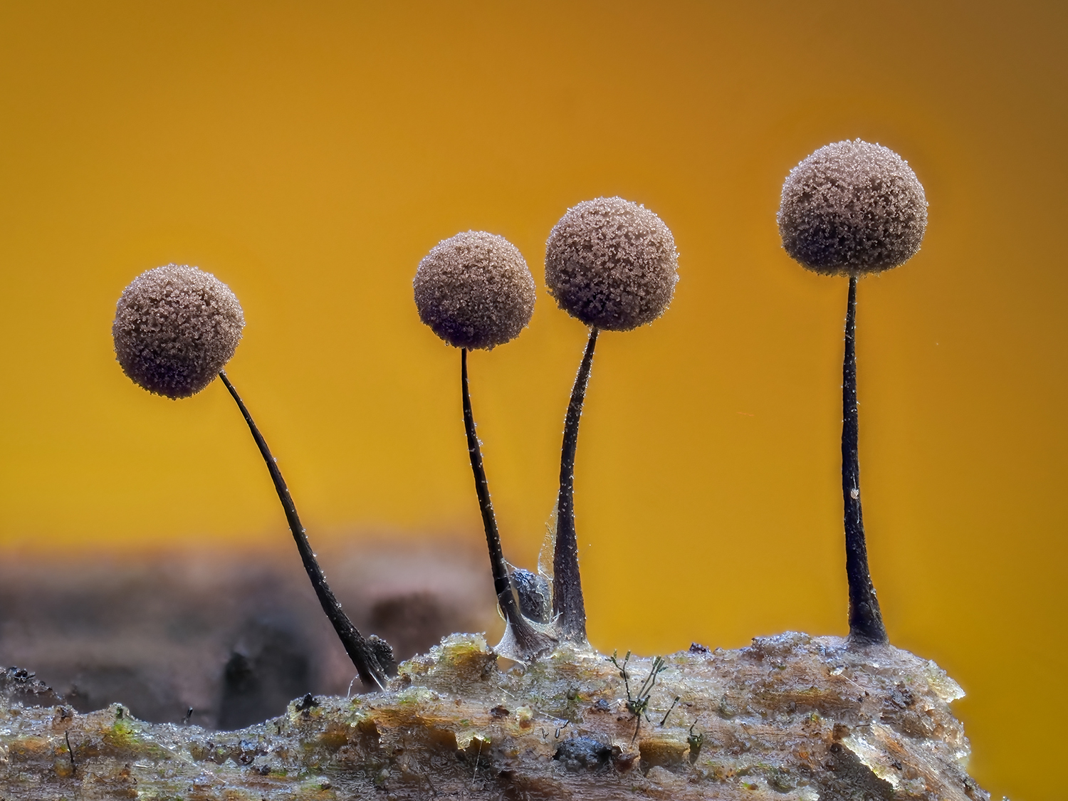 Comatricha sp. z o.o.