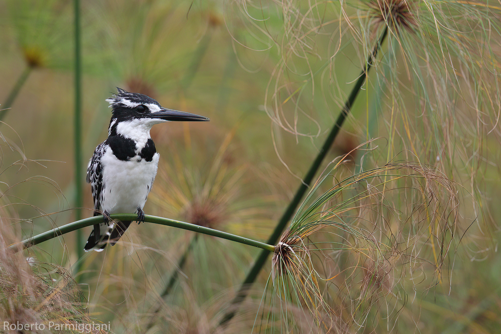 Martin pescatore bianco e nero