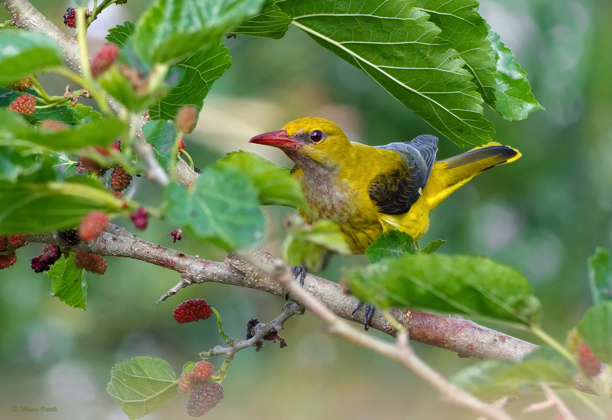 Golden Oriole (Oriolus oriolus)