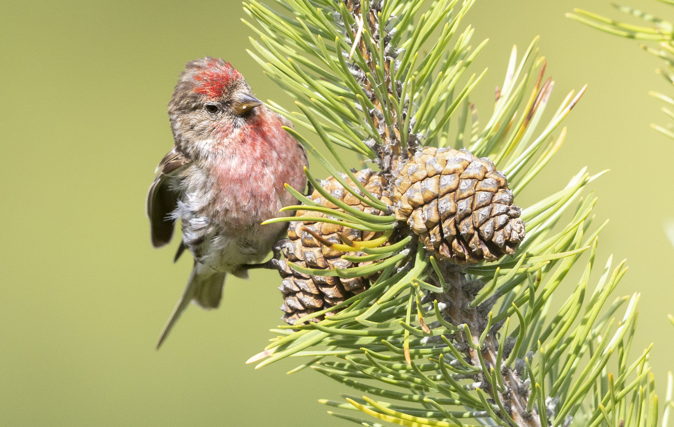 pair of pine cones for the accordion