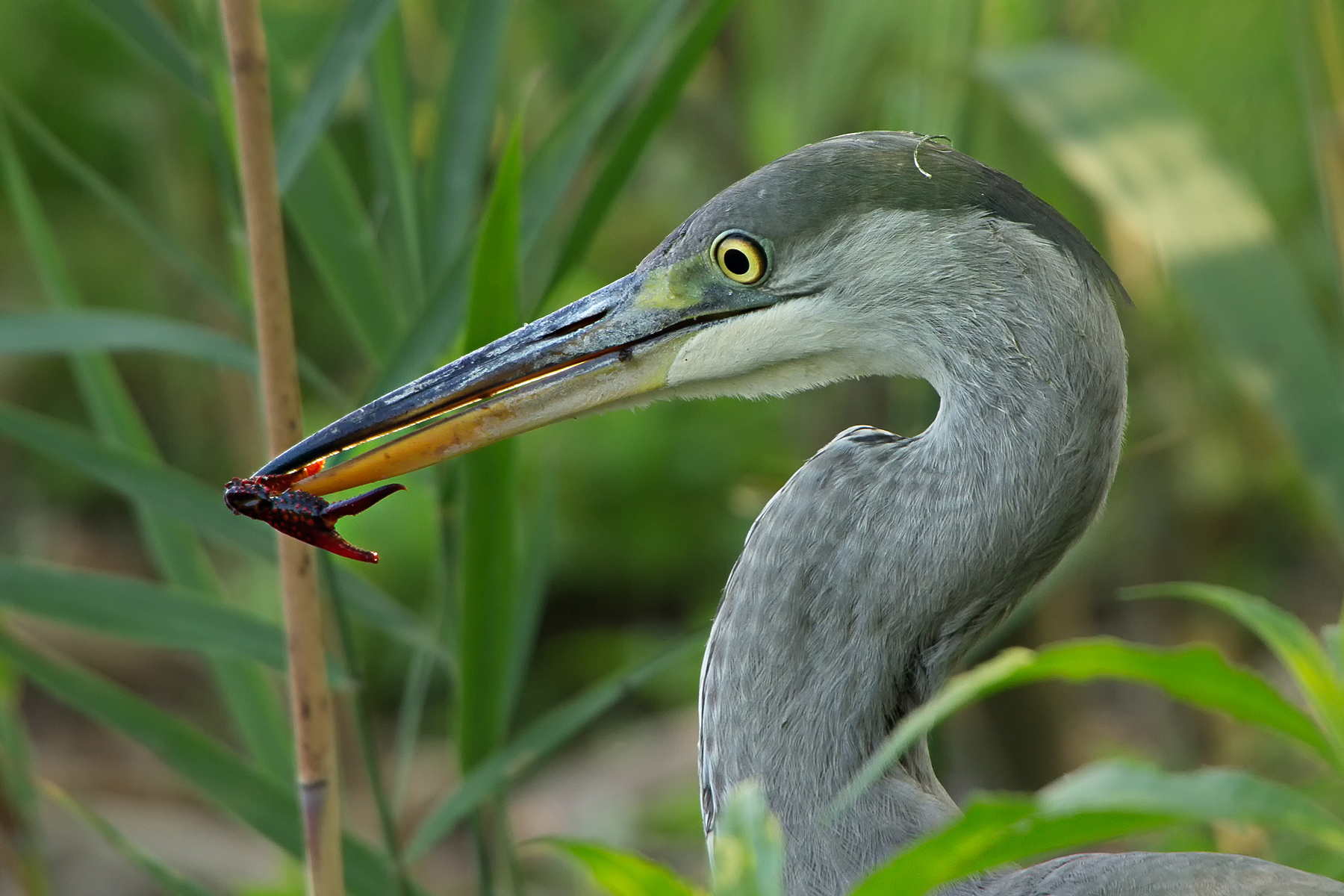Grey Heron (Ardea cinerea)