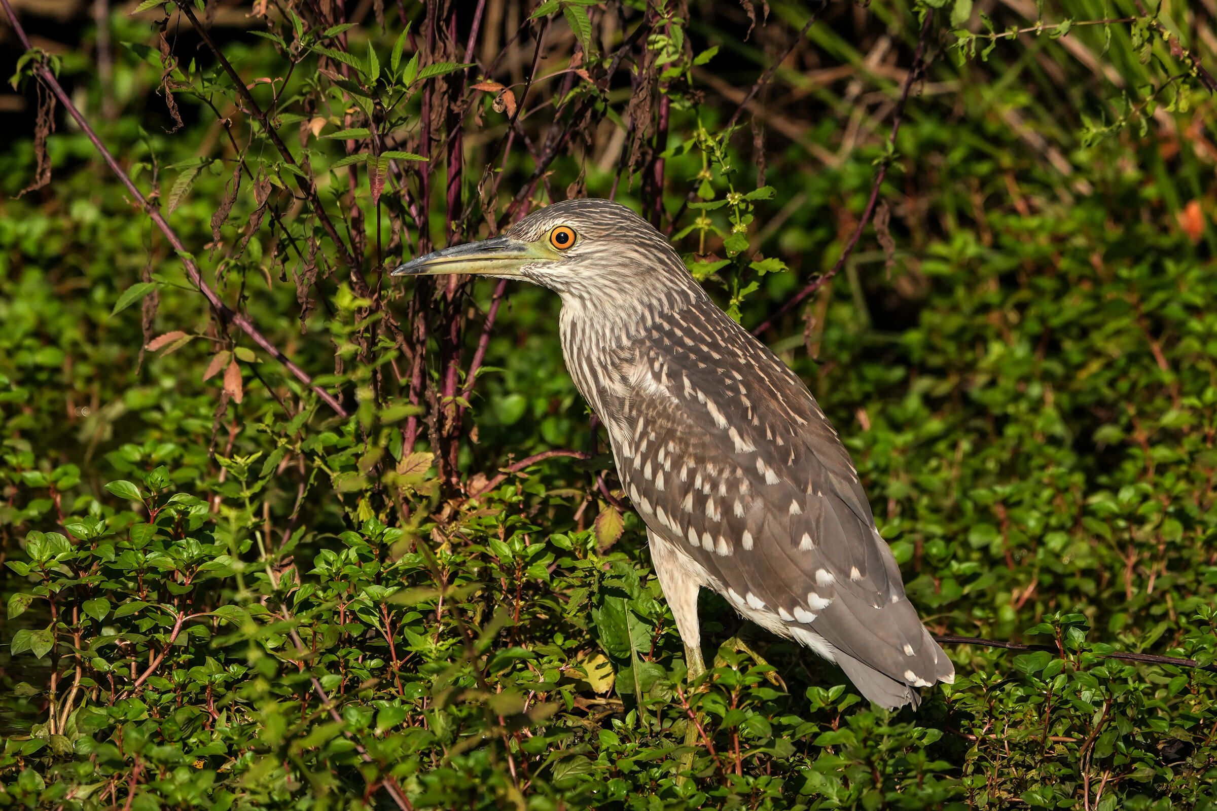 Night Heron Juv