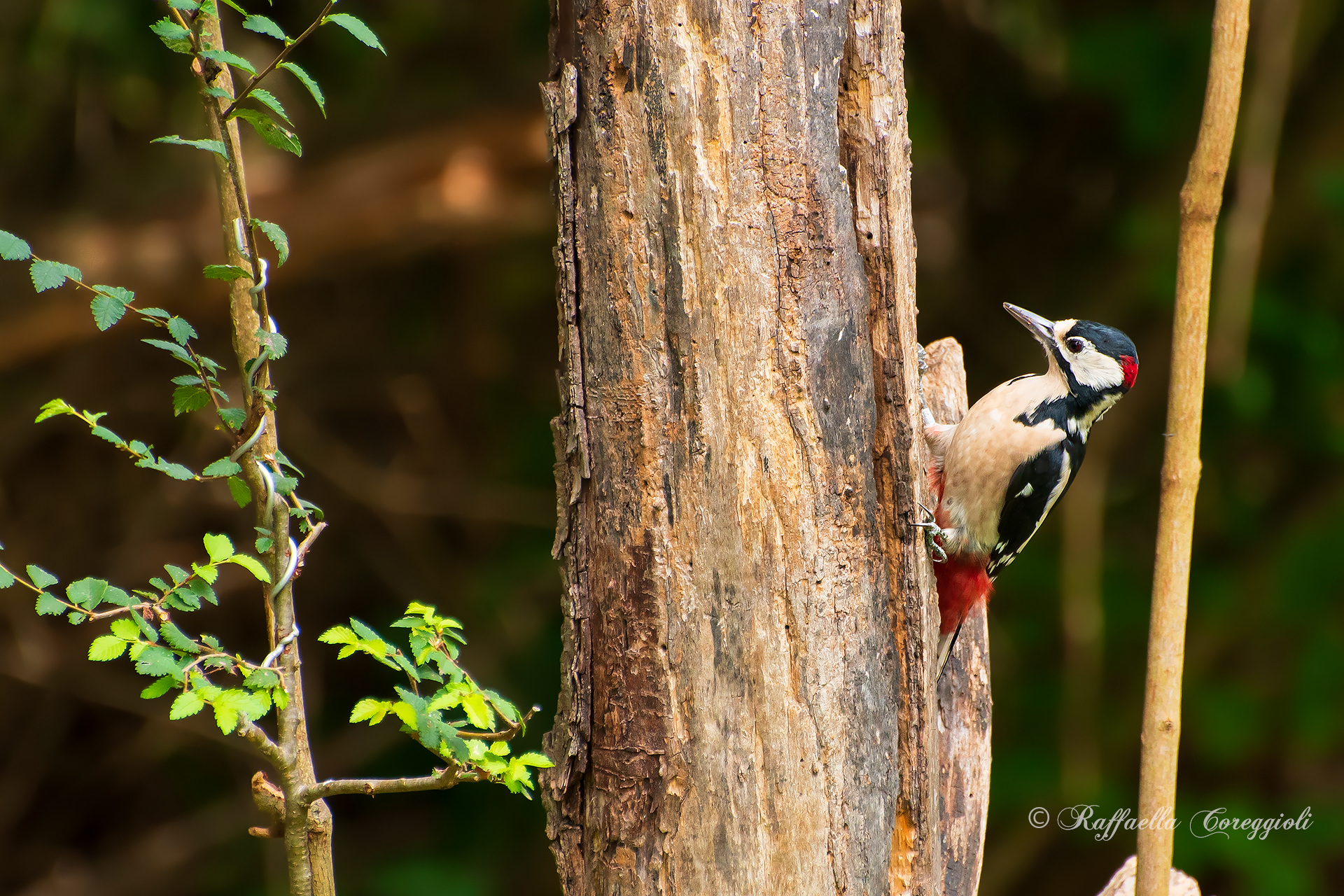 Spotted woodpecker