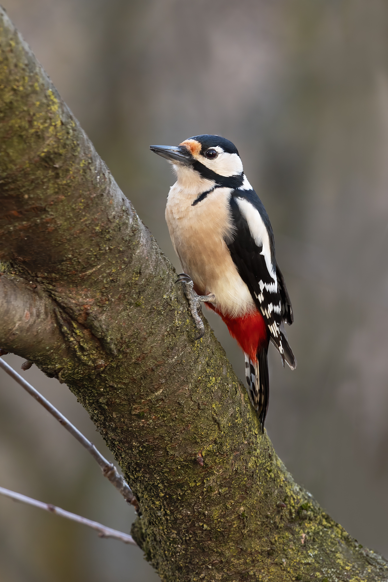 Spotted woodpecker