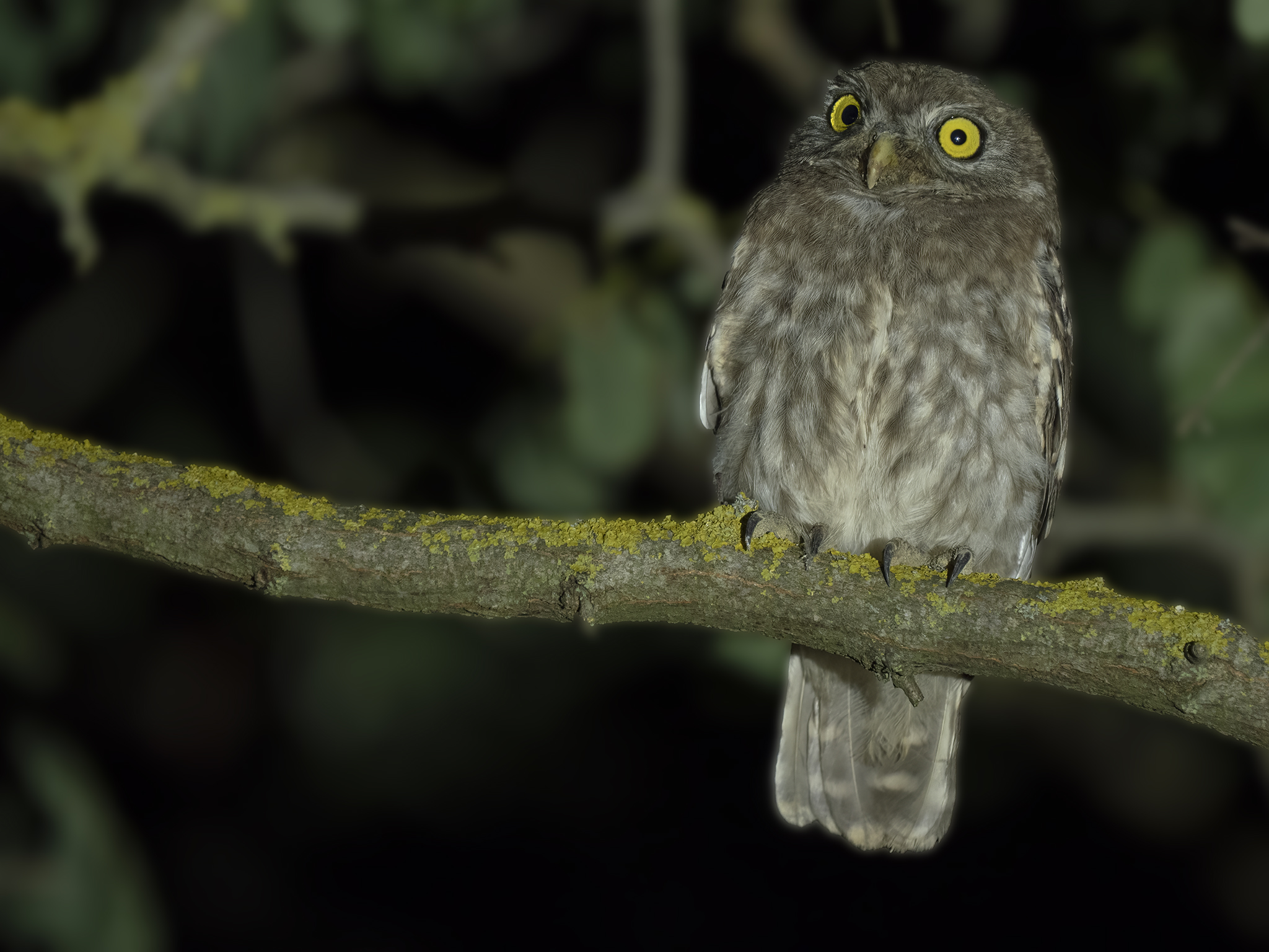 Owl (Athene noctua)