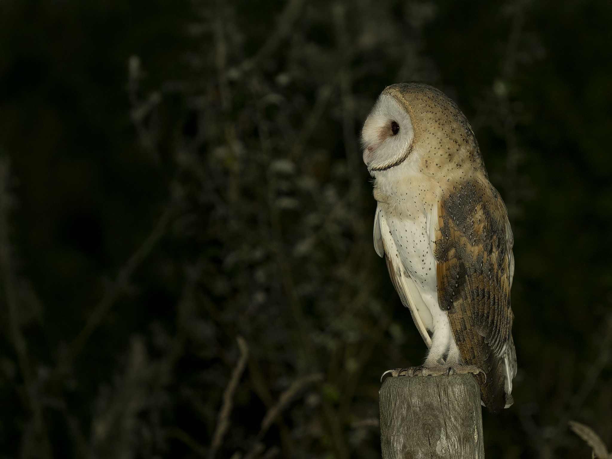 Barn Owl (Tyto alba)