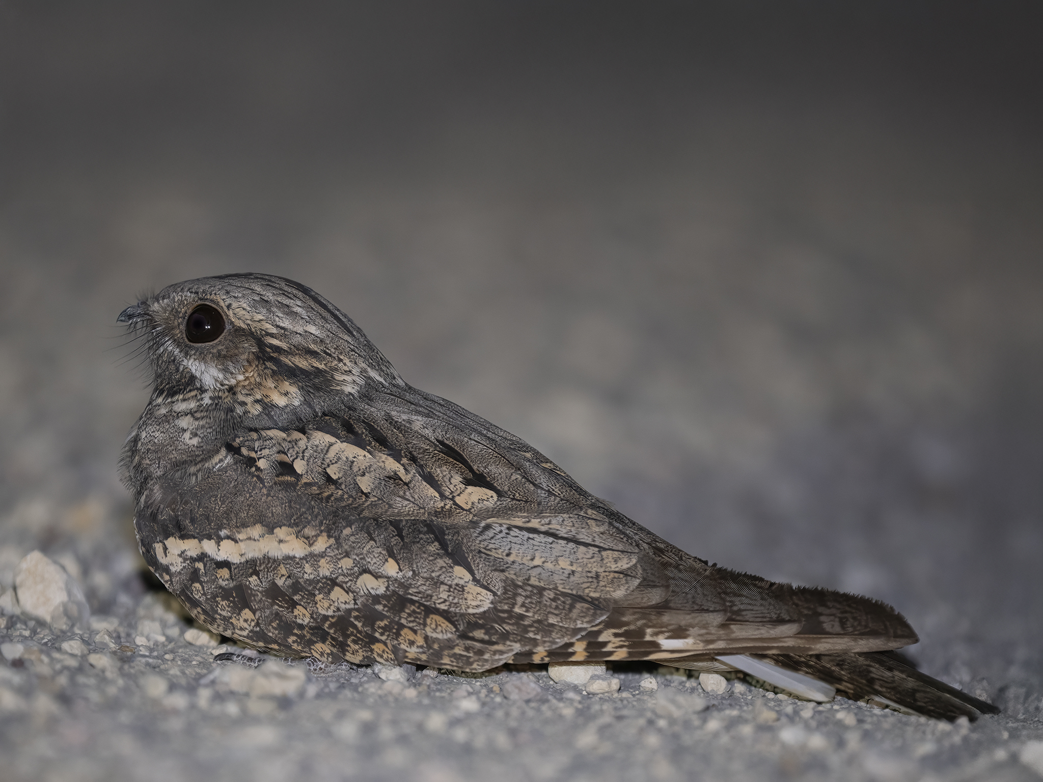 Nightjar (Caprimulgus europaeus)