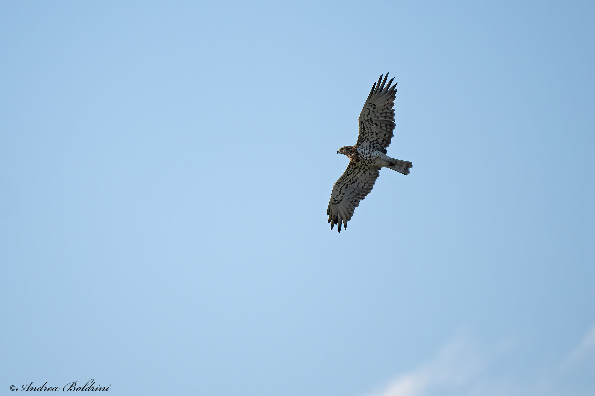 Harrier eagle