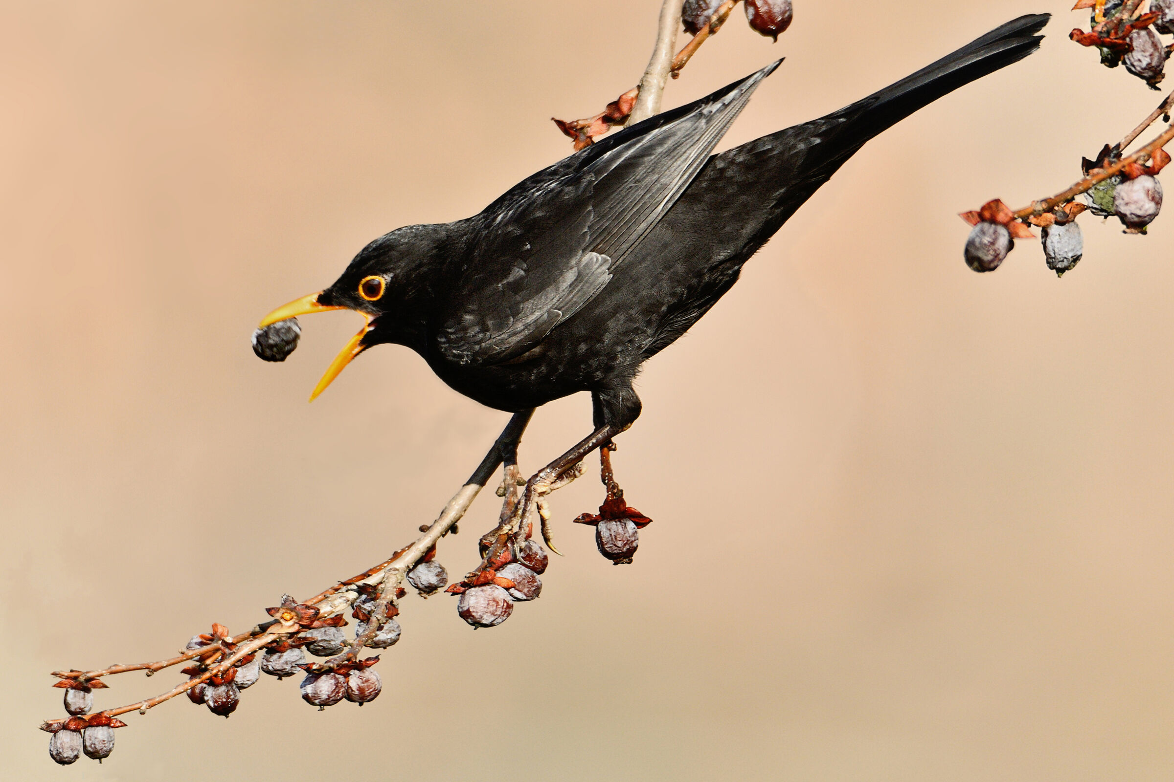 Blackbird