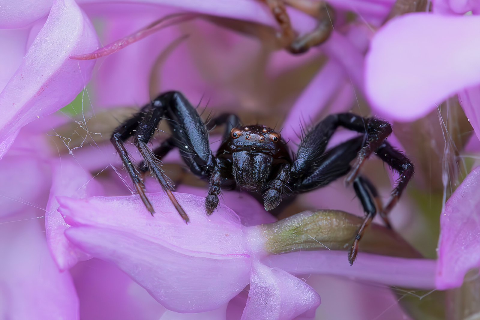 Synema globosum male