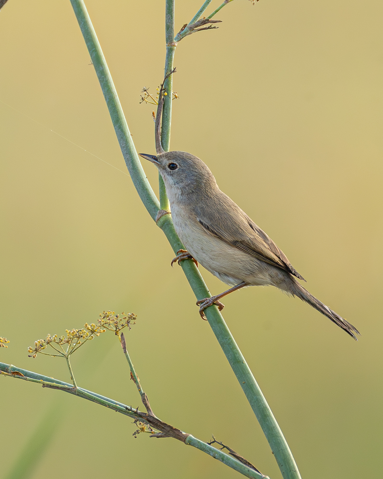 Subalpine warbler