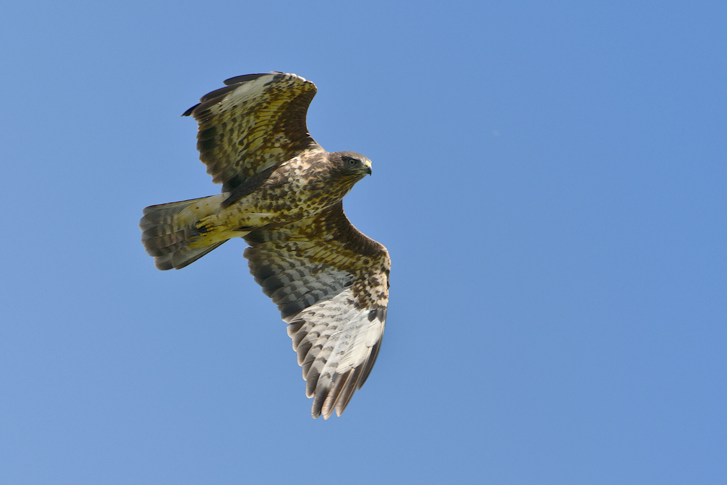 Buzzard