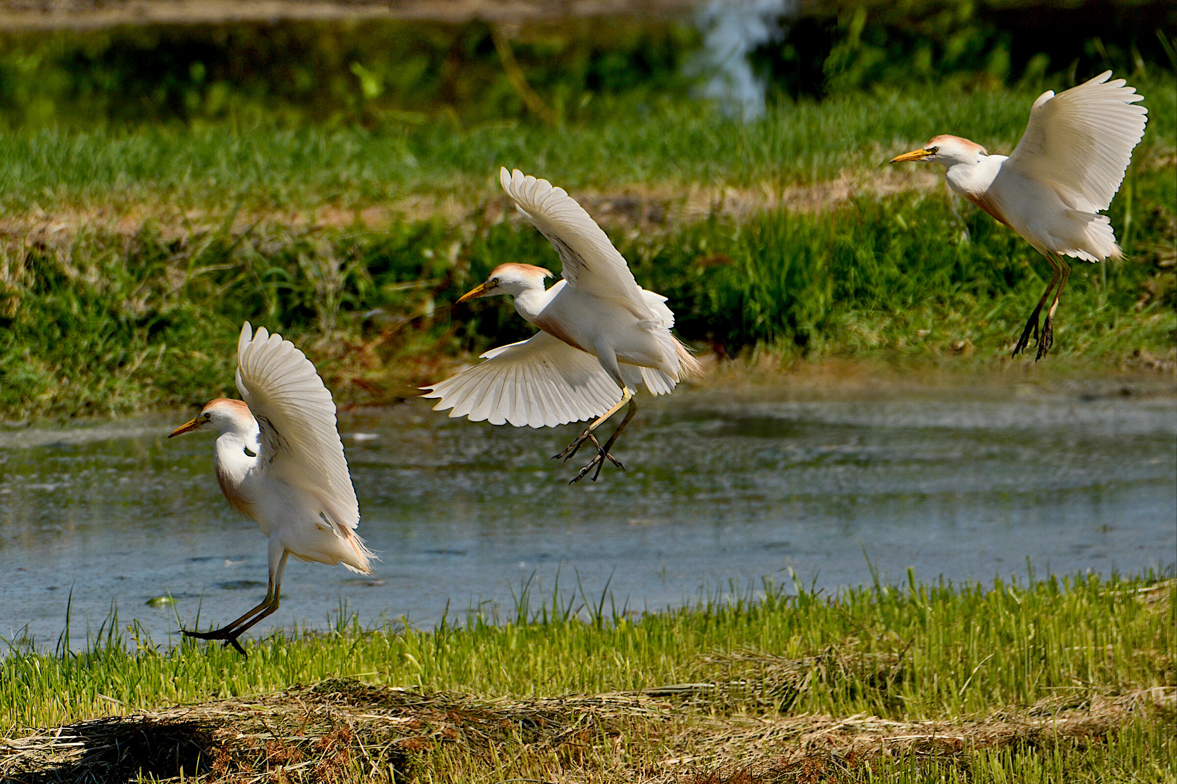 Cattle Egrets