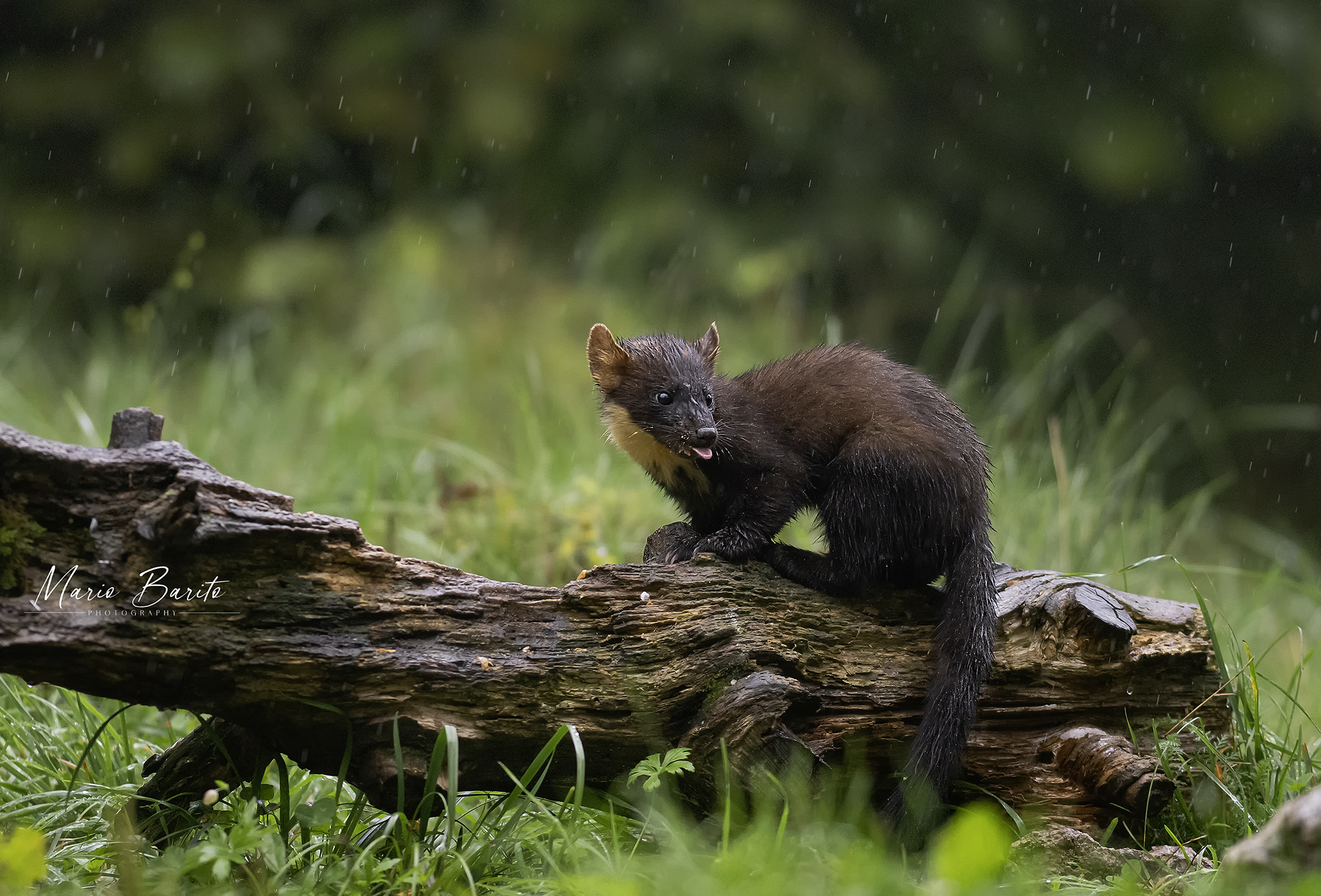 GIGI marten wet in the rain