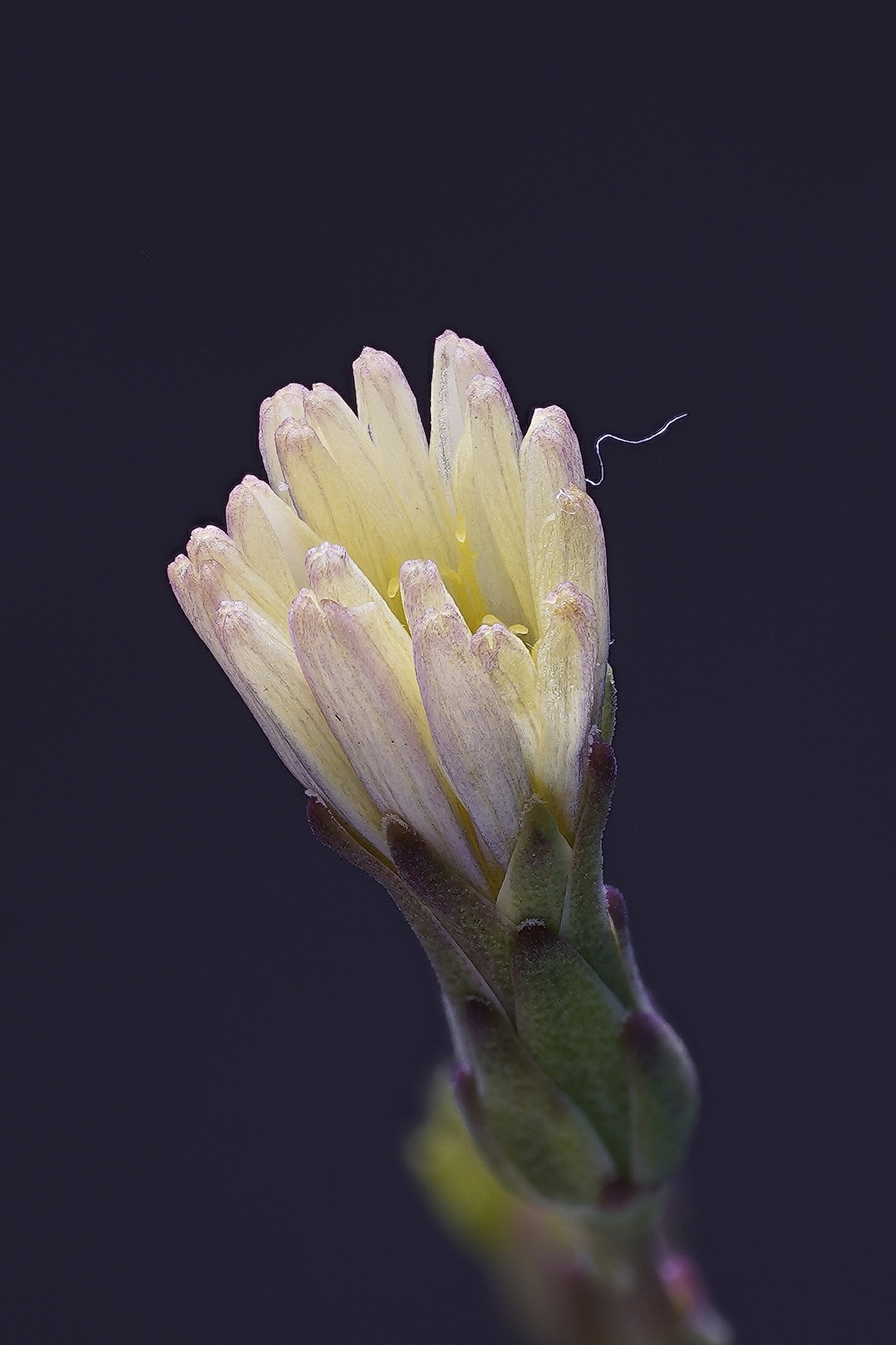 Symphiotrychium Squamatum