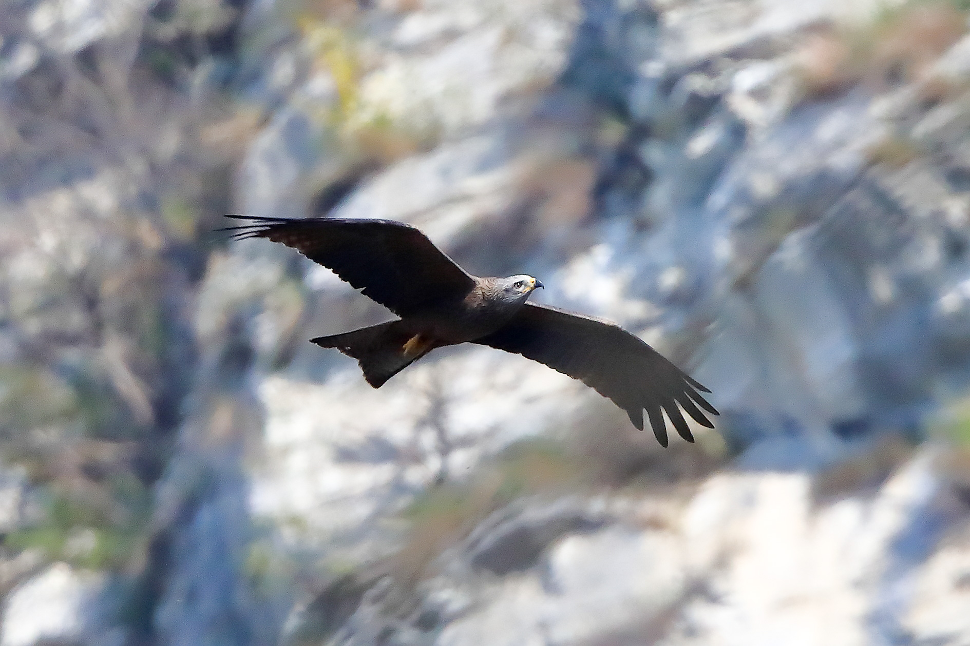 Nibbio bruno 04 aprile 2025 - 0055