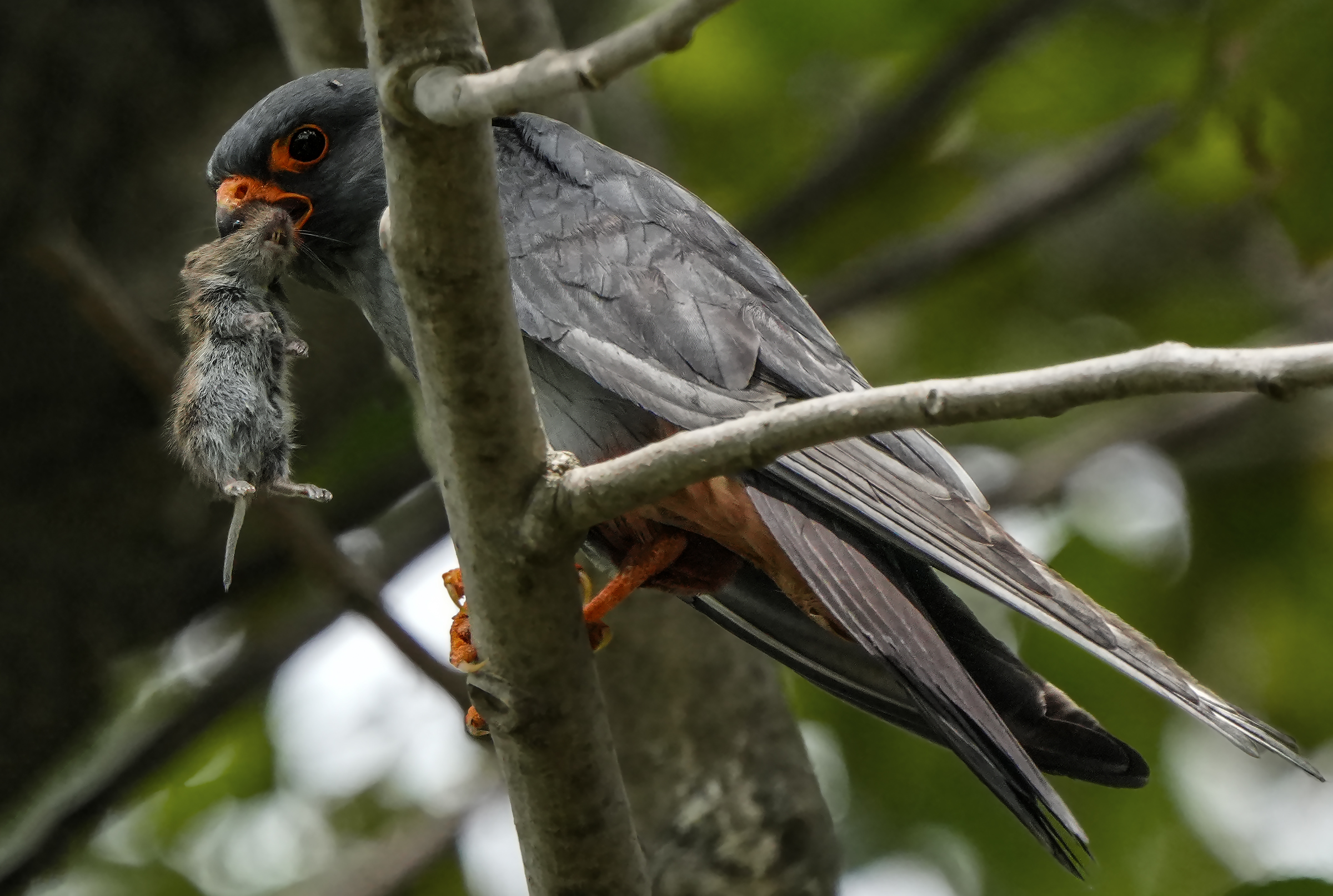 The prey