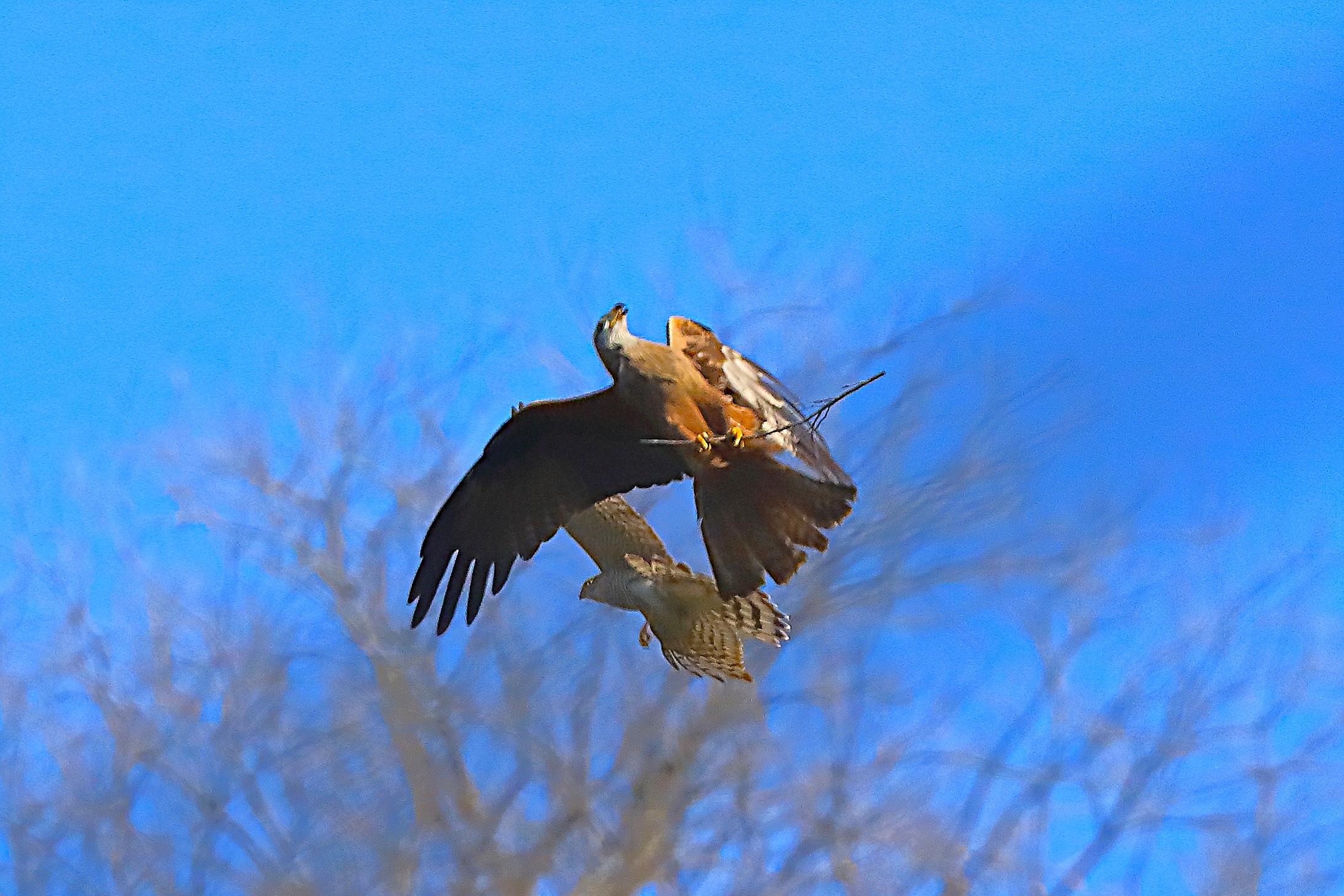 Nibbio vs Sparviere 04 aprile 2025 - 0067