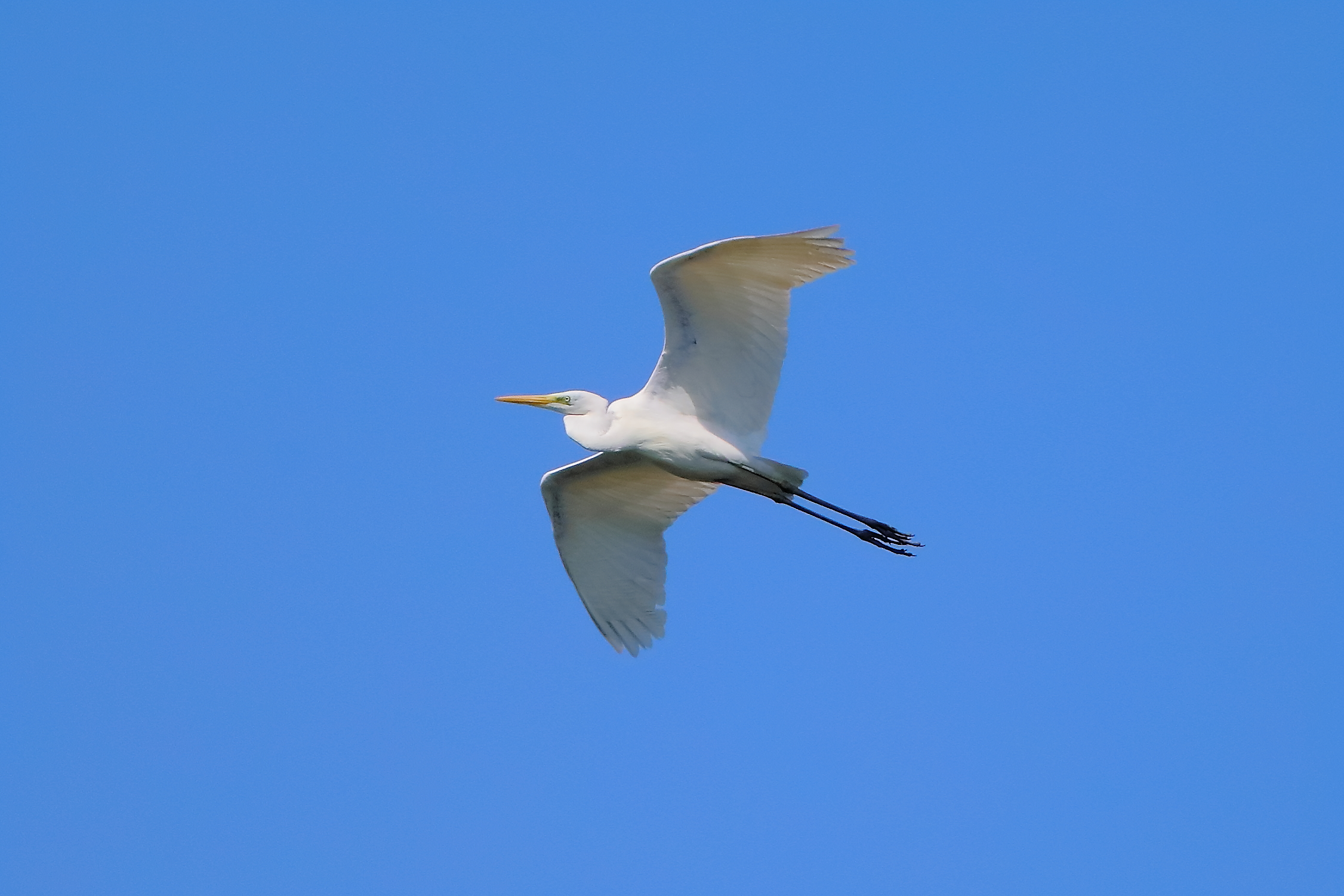 Airone BM 05 aprile 2025 - 0011